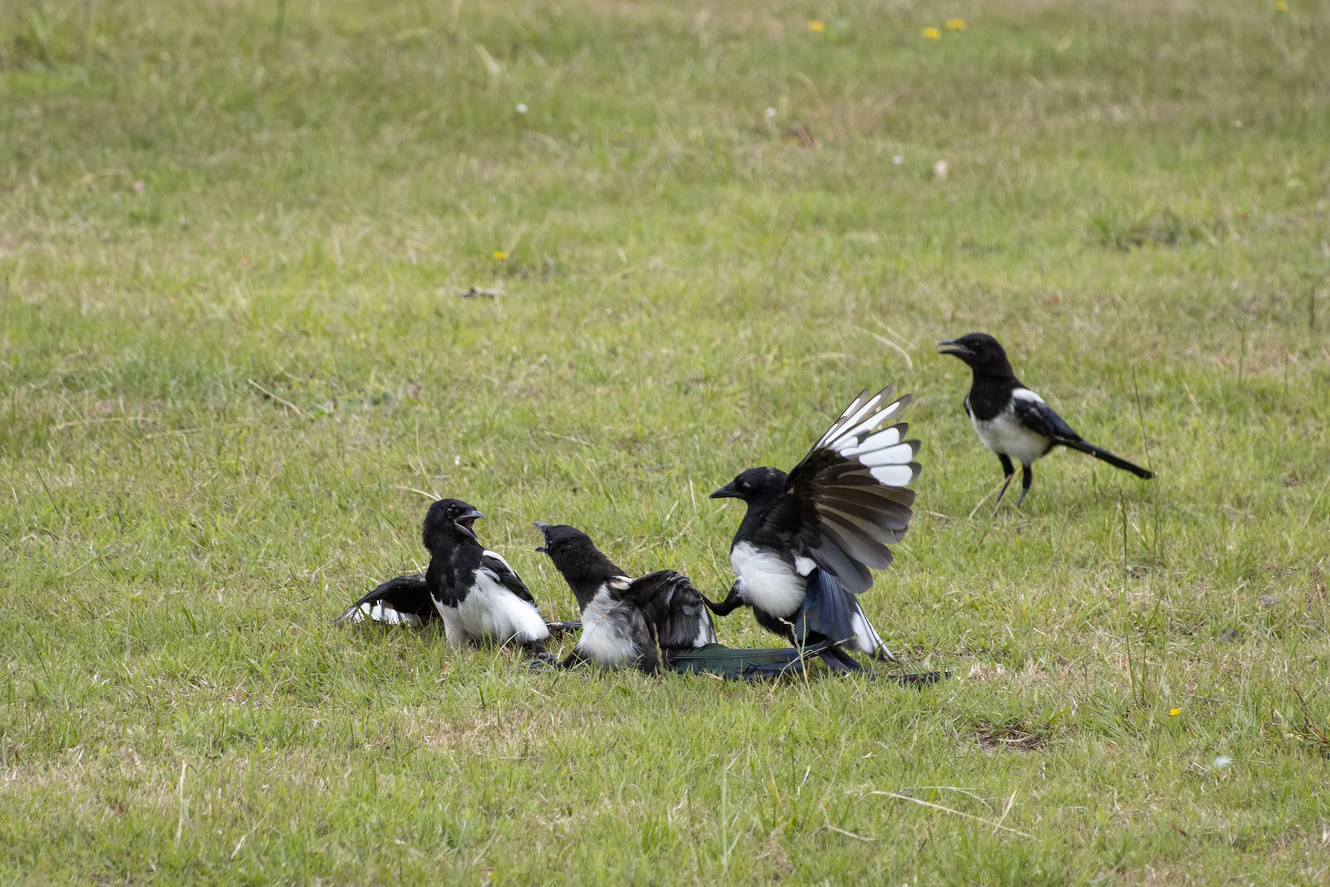Common Magpies fighting in a field near East Grinstead