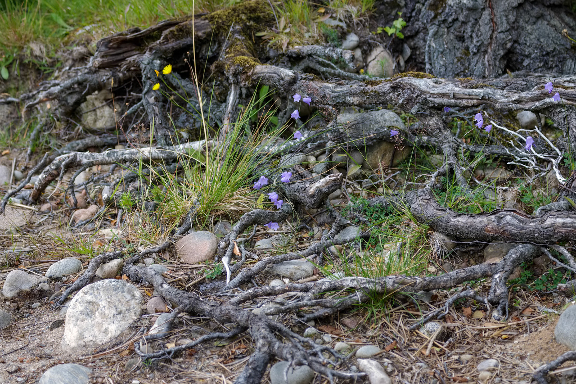 Blue Harebell flowering on the shoreline at Loch Insh