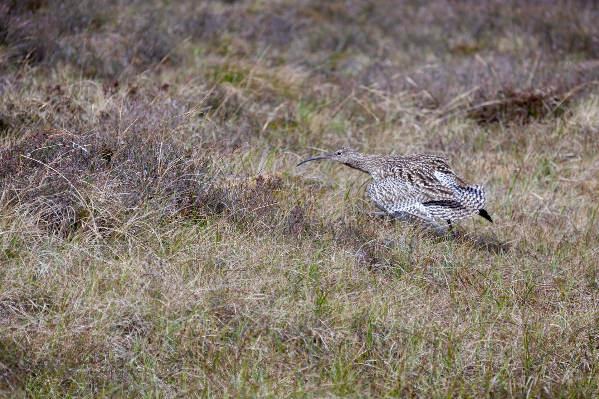 Eurasian Curlew feigning injury to lure predators away from her nest