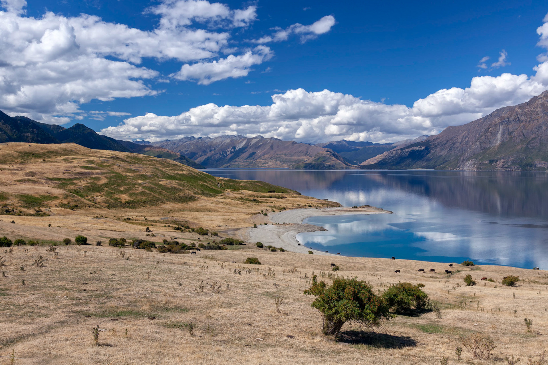 Cattle grazing on the land surrounding Lake Hawea