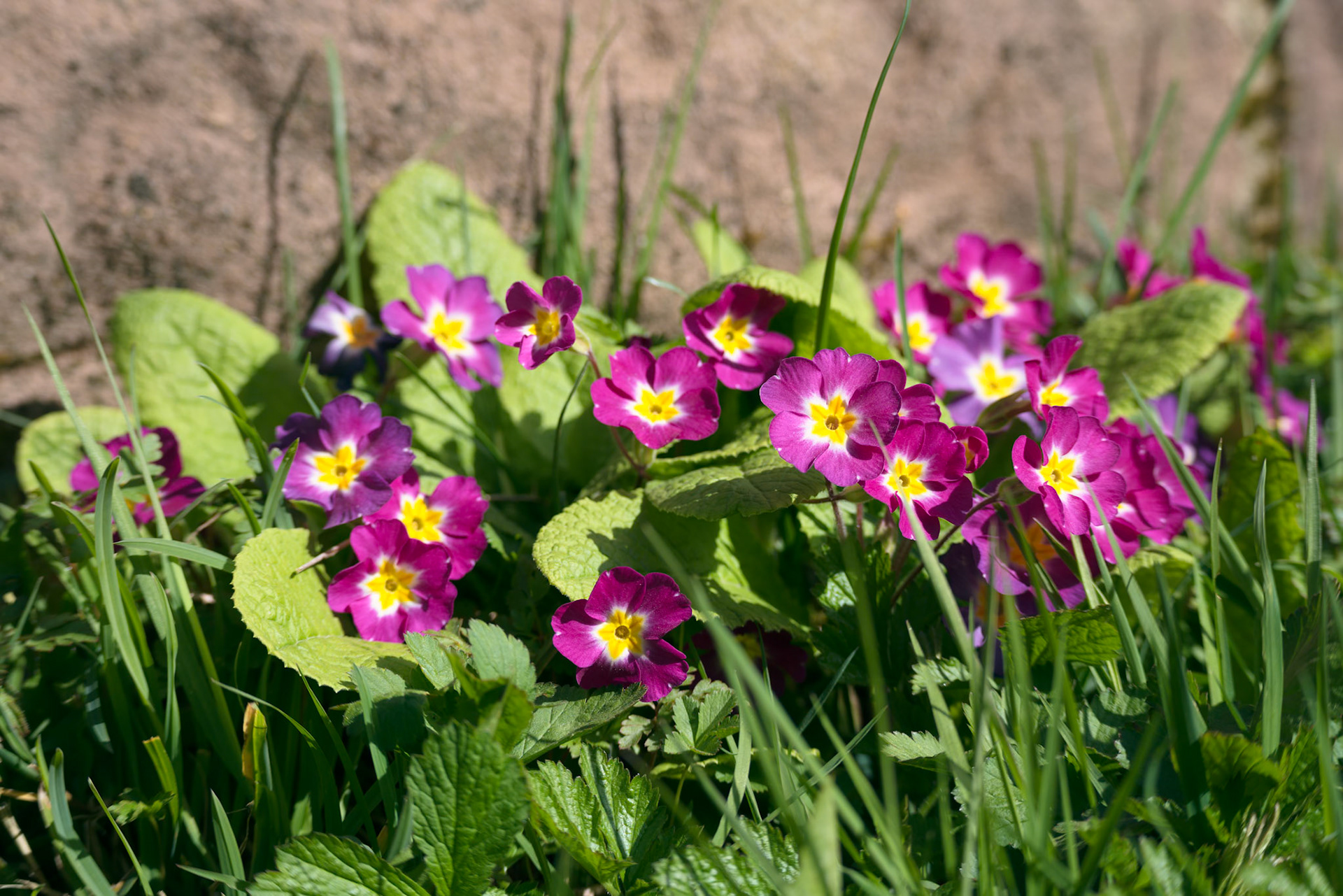 A group of pink Primroses flowering in the spring sunshine