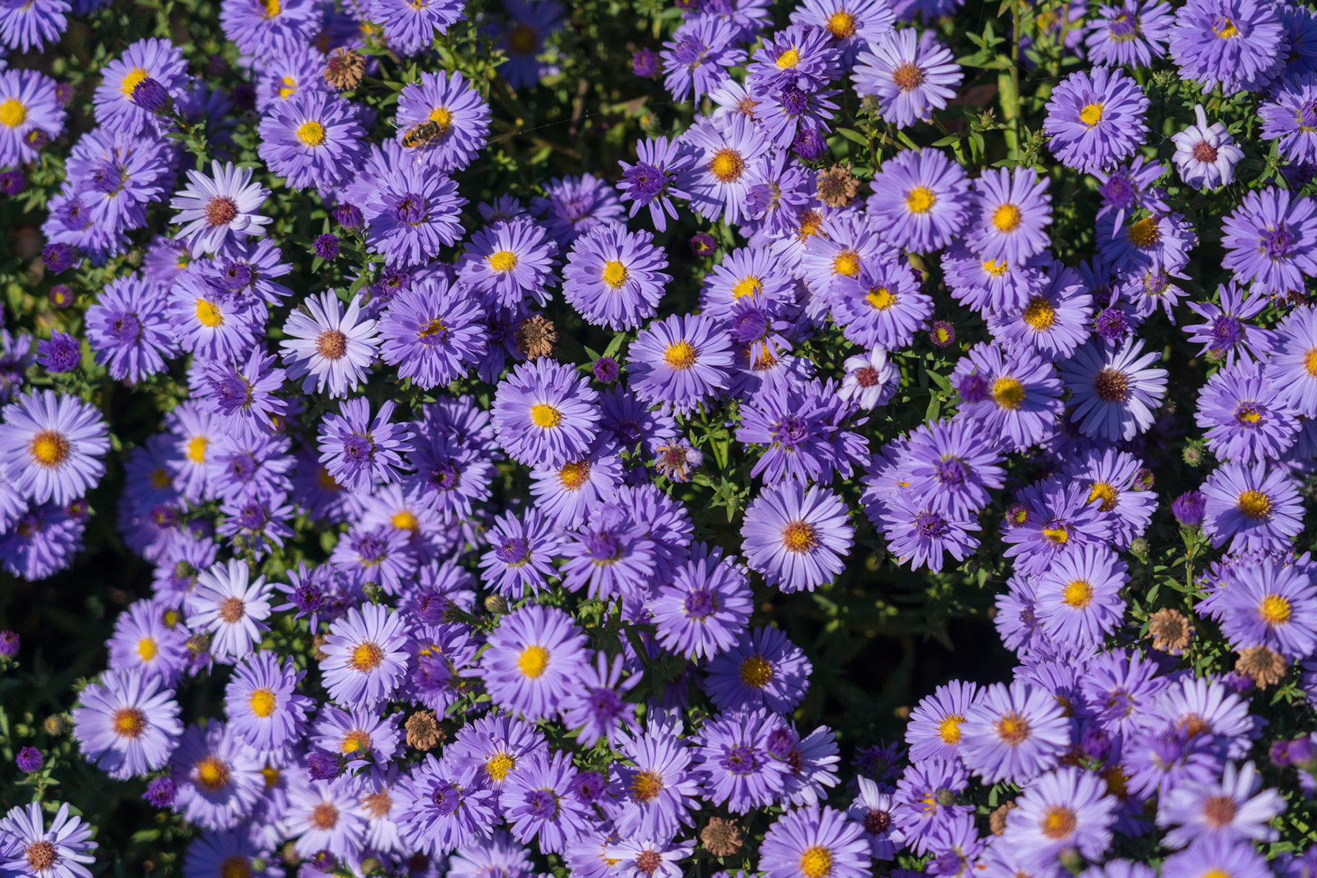 Asters flowering in a garden in Moldovita