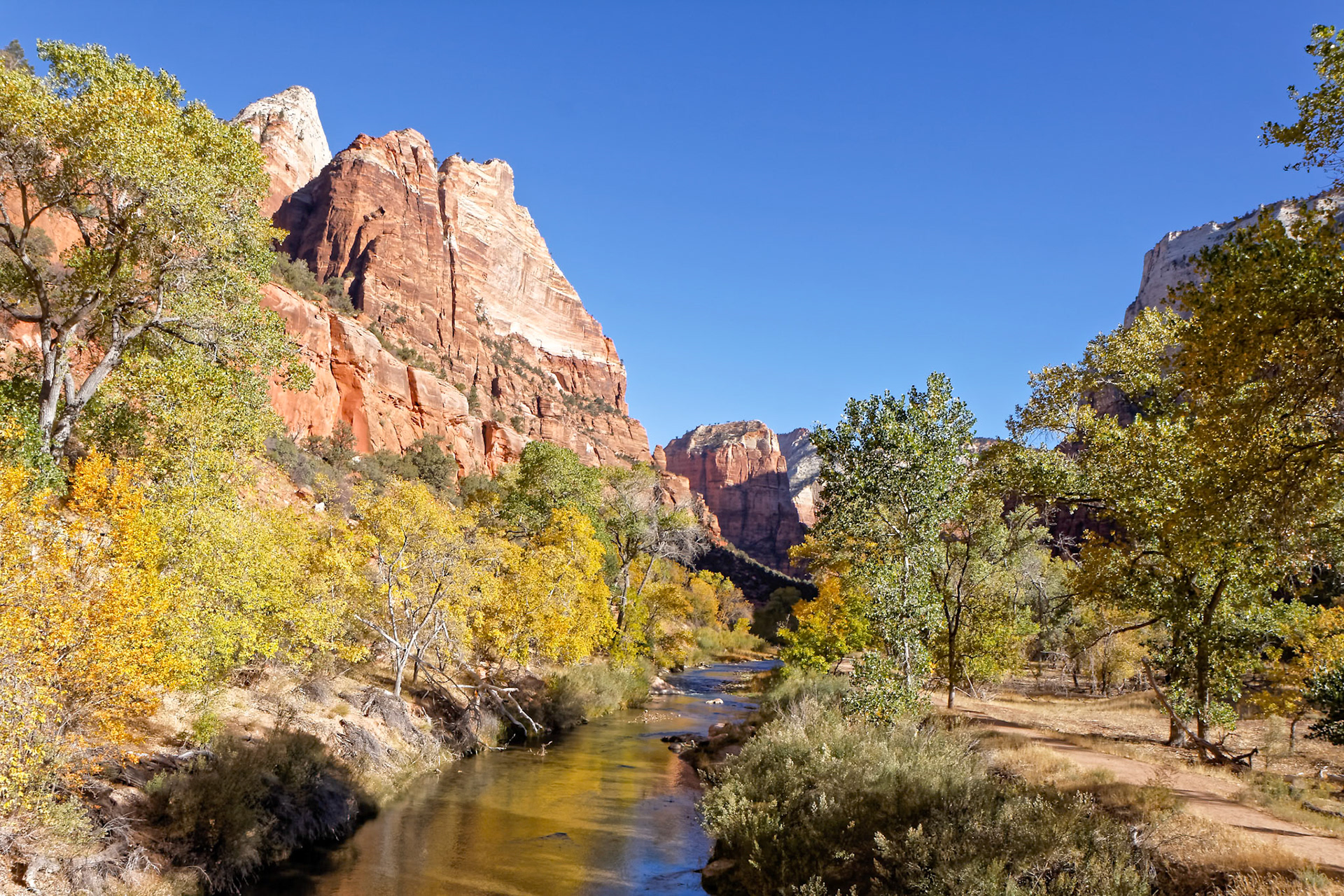 Cottonwood Trees along the Virgin River