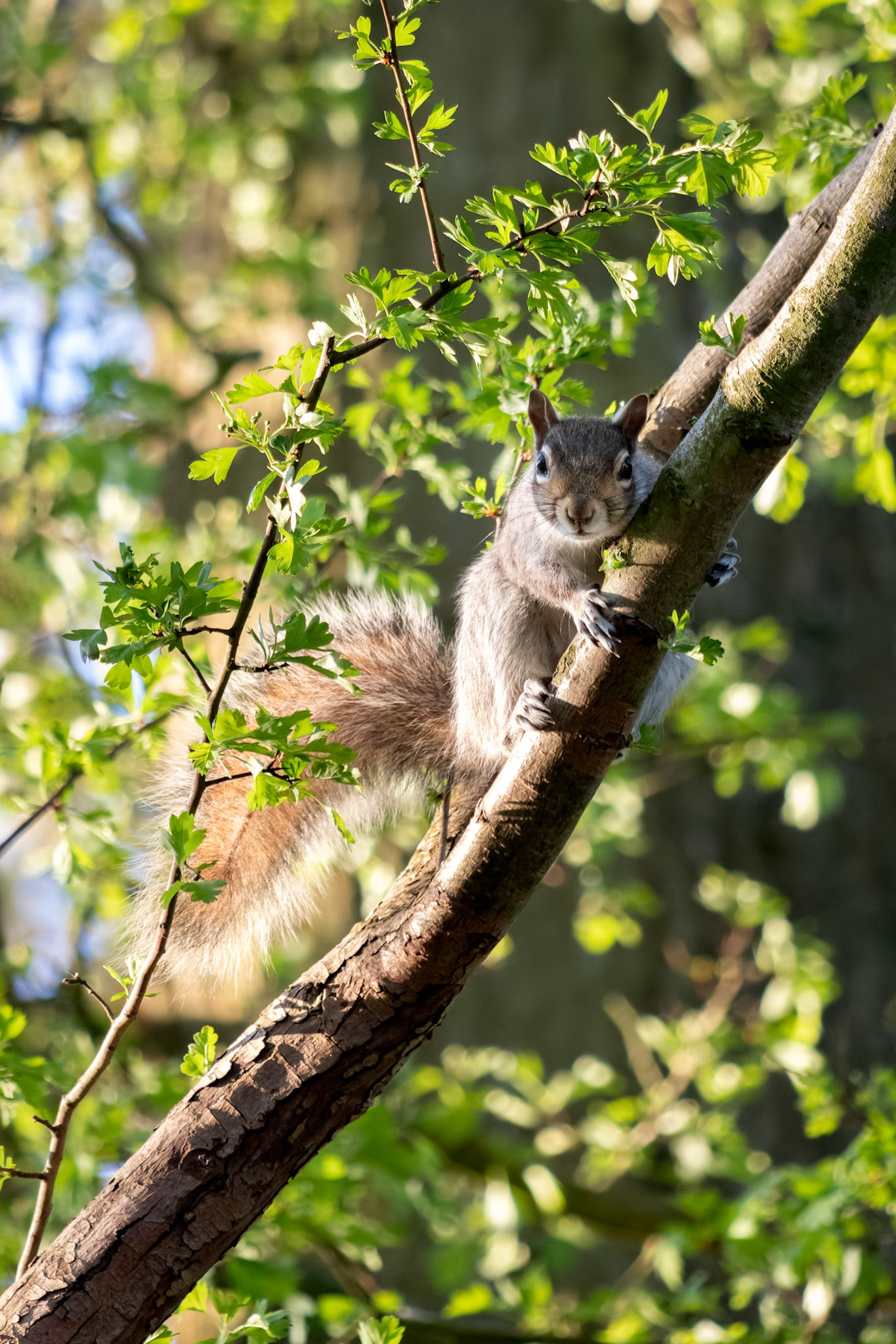 Grey Squirrel (Sciurus carolinensis) watching from a tree