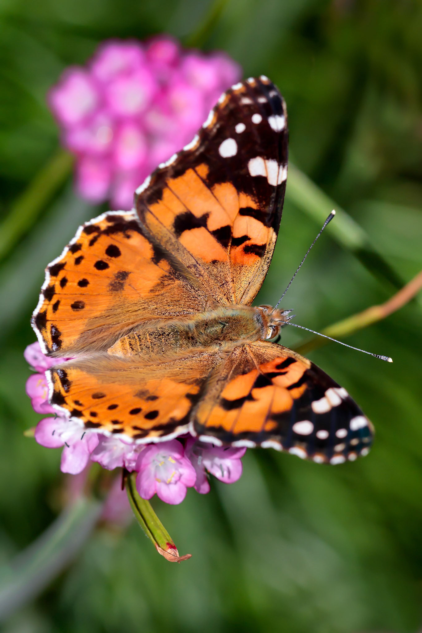 Close-up of a Painted Lady (Vanessa cardui) Butterfly
