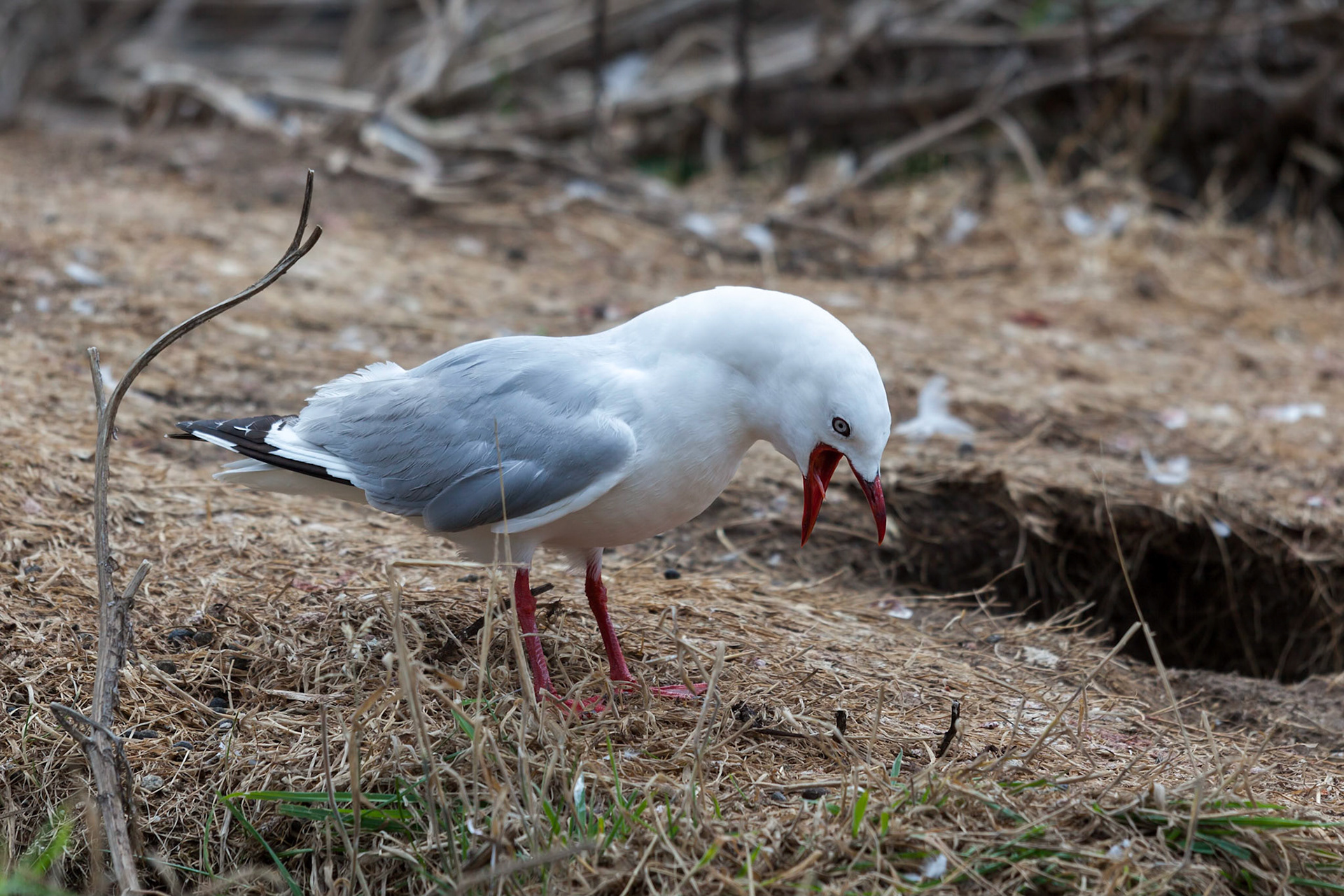 Red-billed Gull (Chroicocephalus scopulinus)