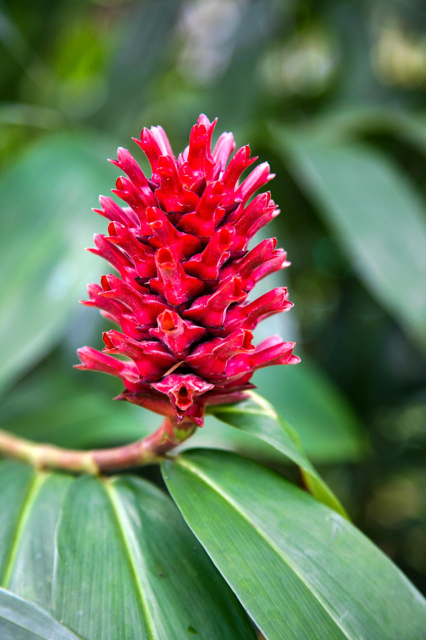 Unidentified Shrub or Tree in Singapore
