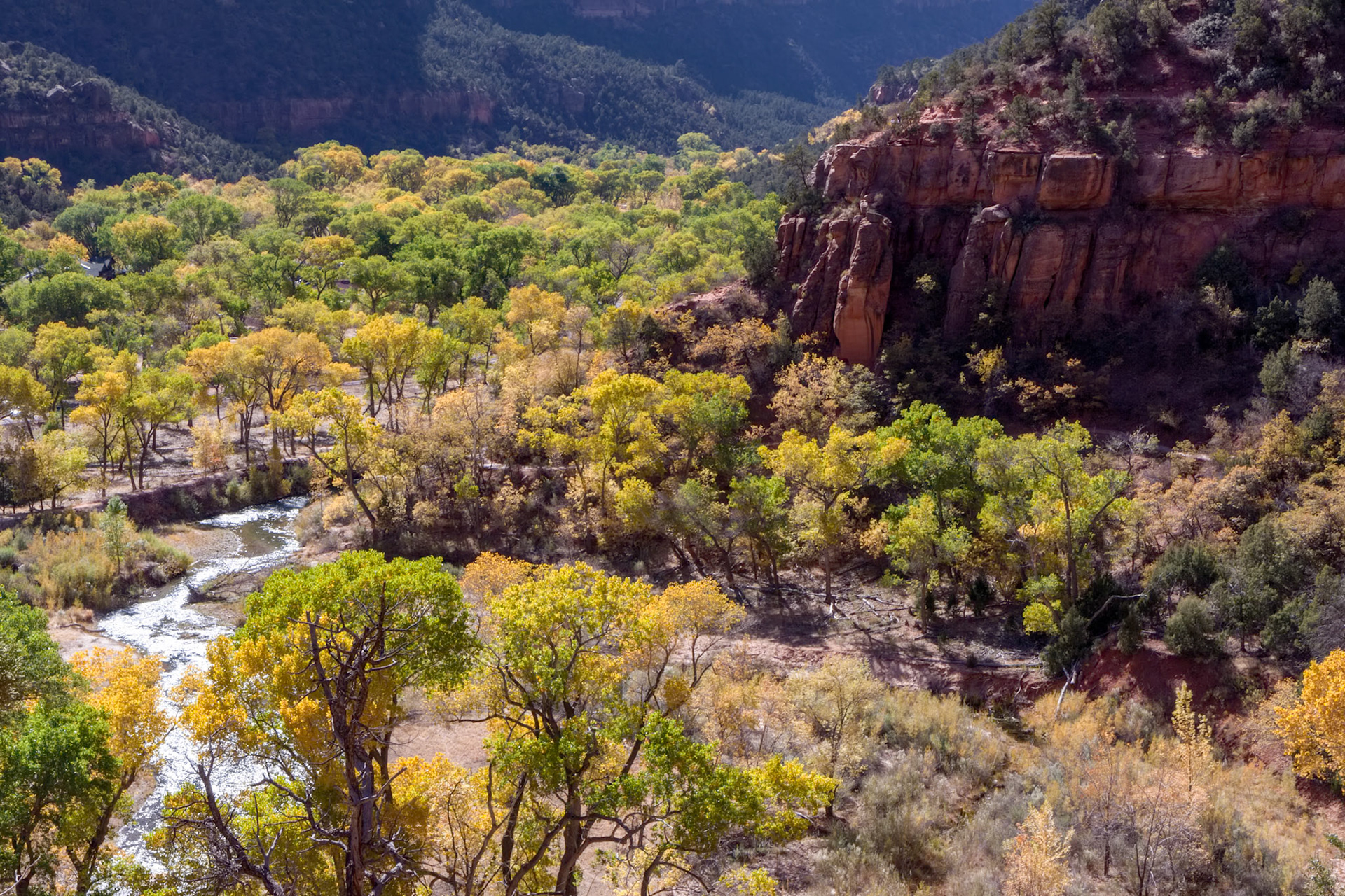 Cottonwood Trees along the Virgin River Valley