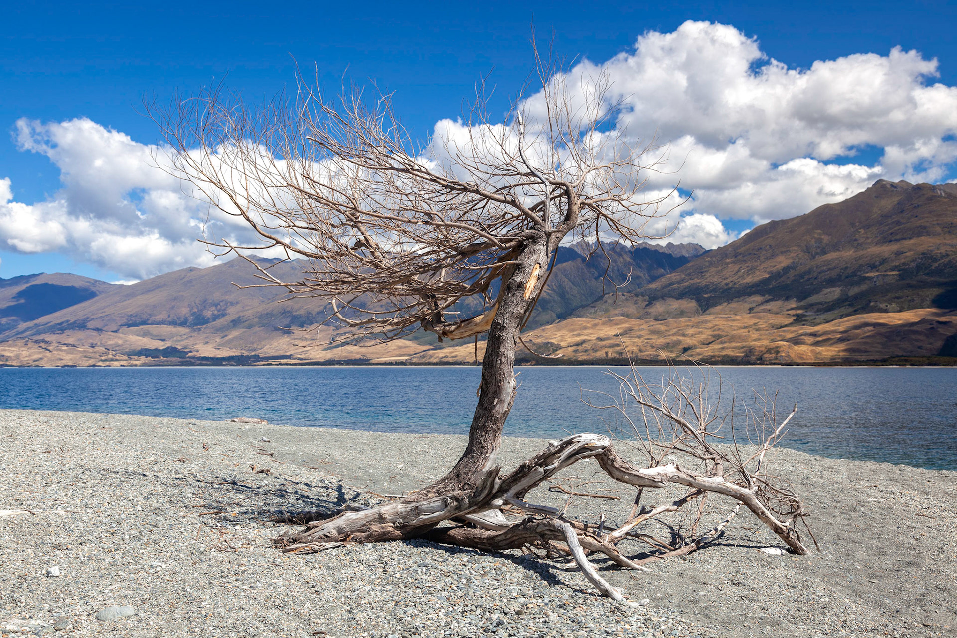 Dead tree on the banks of Lake Wanaka in New Zealand