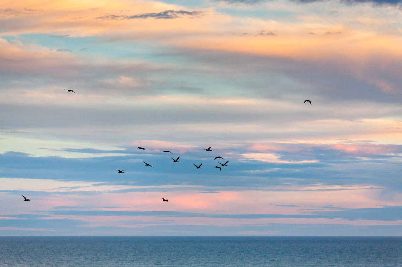 Spotted Shags (Phalacrocorax punctatus) flying home at sunset