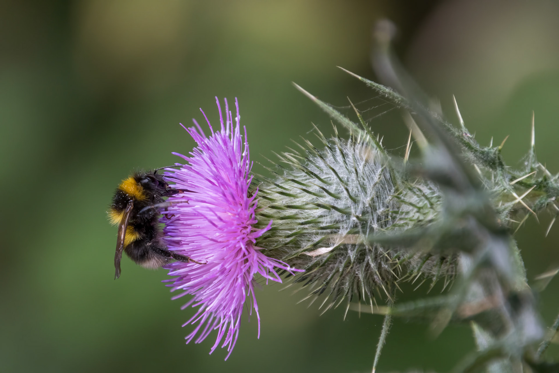 Buff-tailed bumblebee (Bombus terrestris) gathering pollen from a Thistle