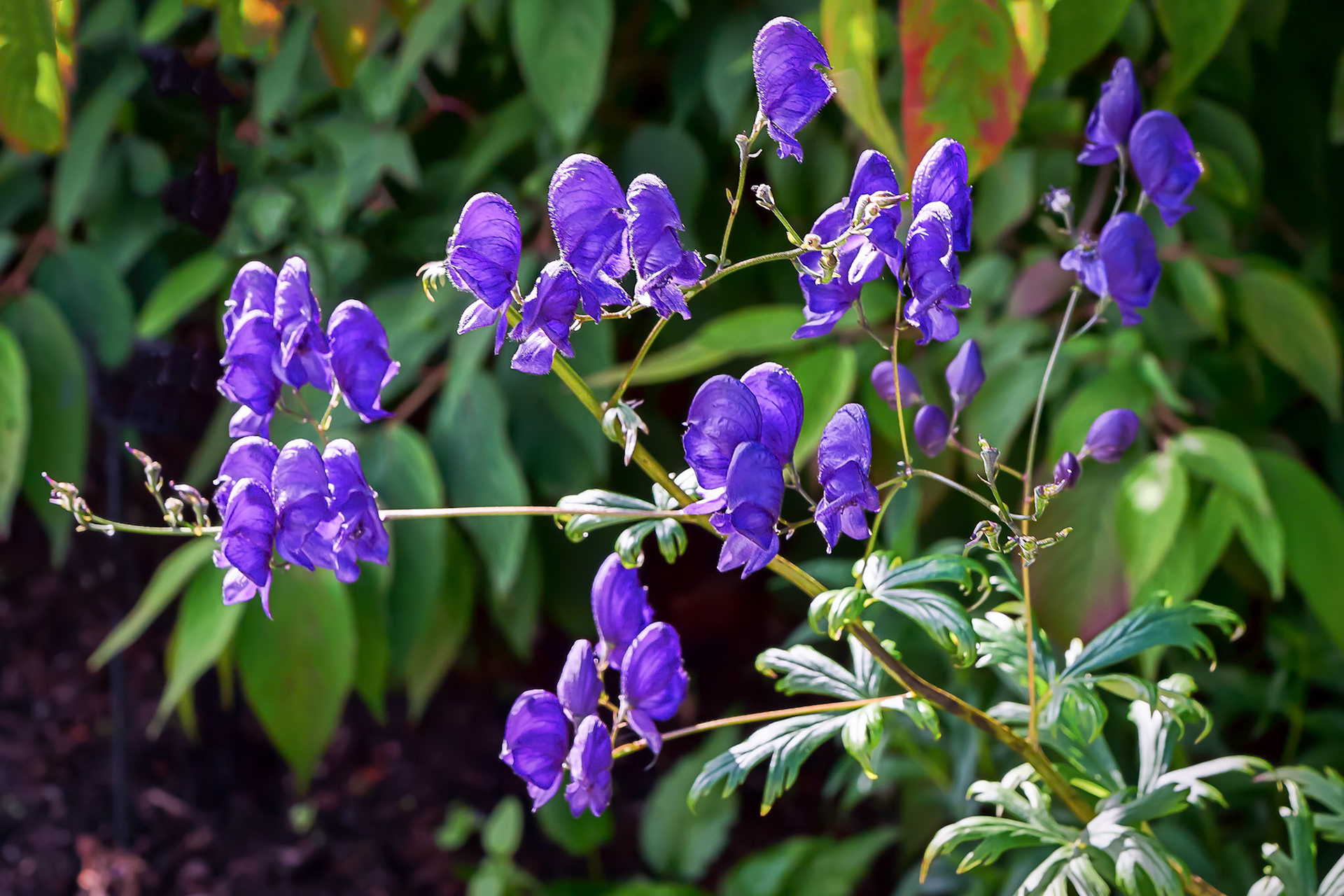 Flowers on Display at the Alnwick Gardens