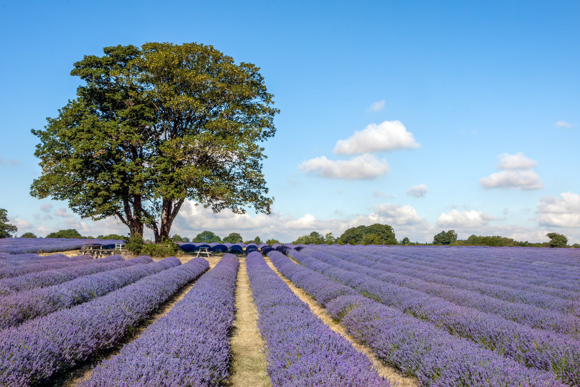 A Shady Place in a Field of Lavender