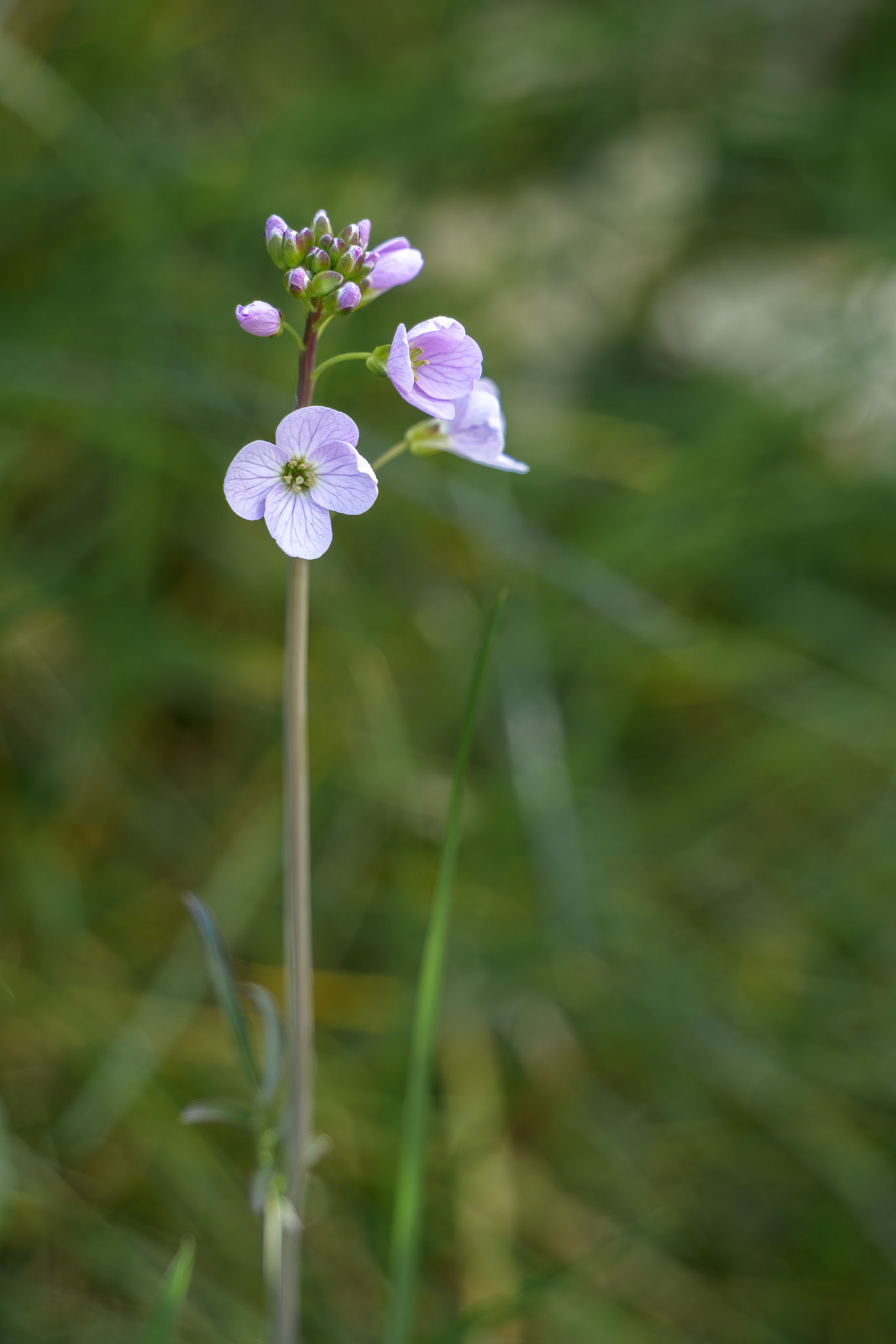 Close-up of some Cuckooflowers blooming in springtime