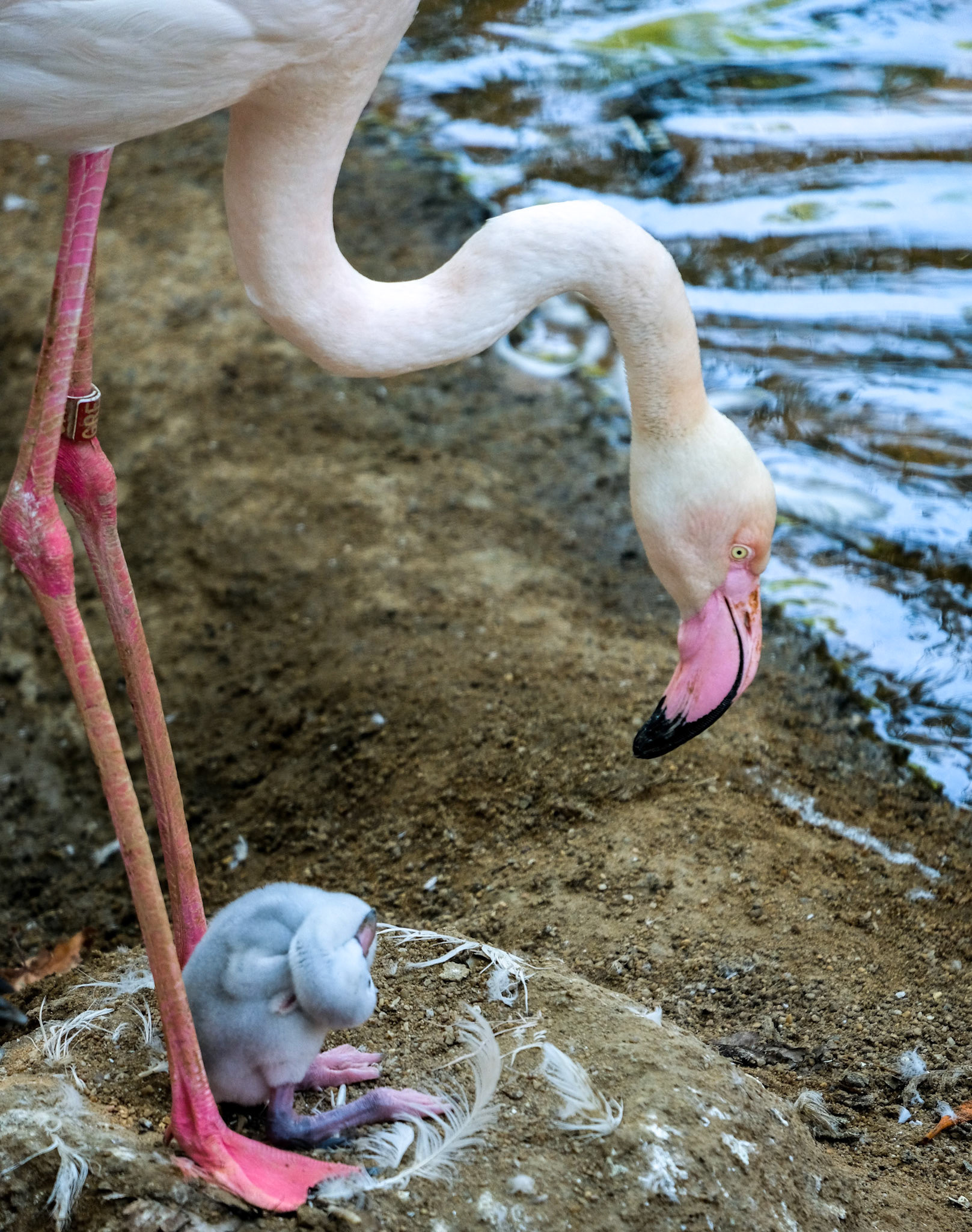 FUENGIROLA, ANDALUCIA/SPAIN - JULY 4 : Greater Flamingos (Phoenicopterus roseus) at the Bioparc Fuengirola Costa del Sol Spain on July 4, 2017