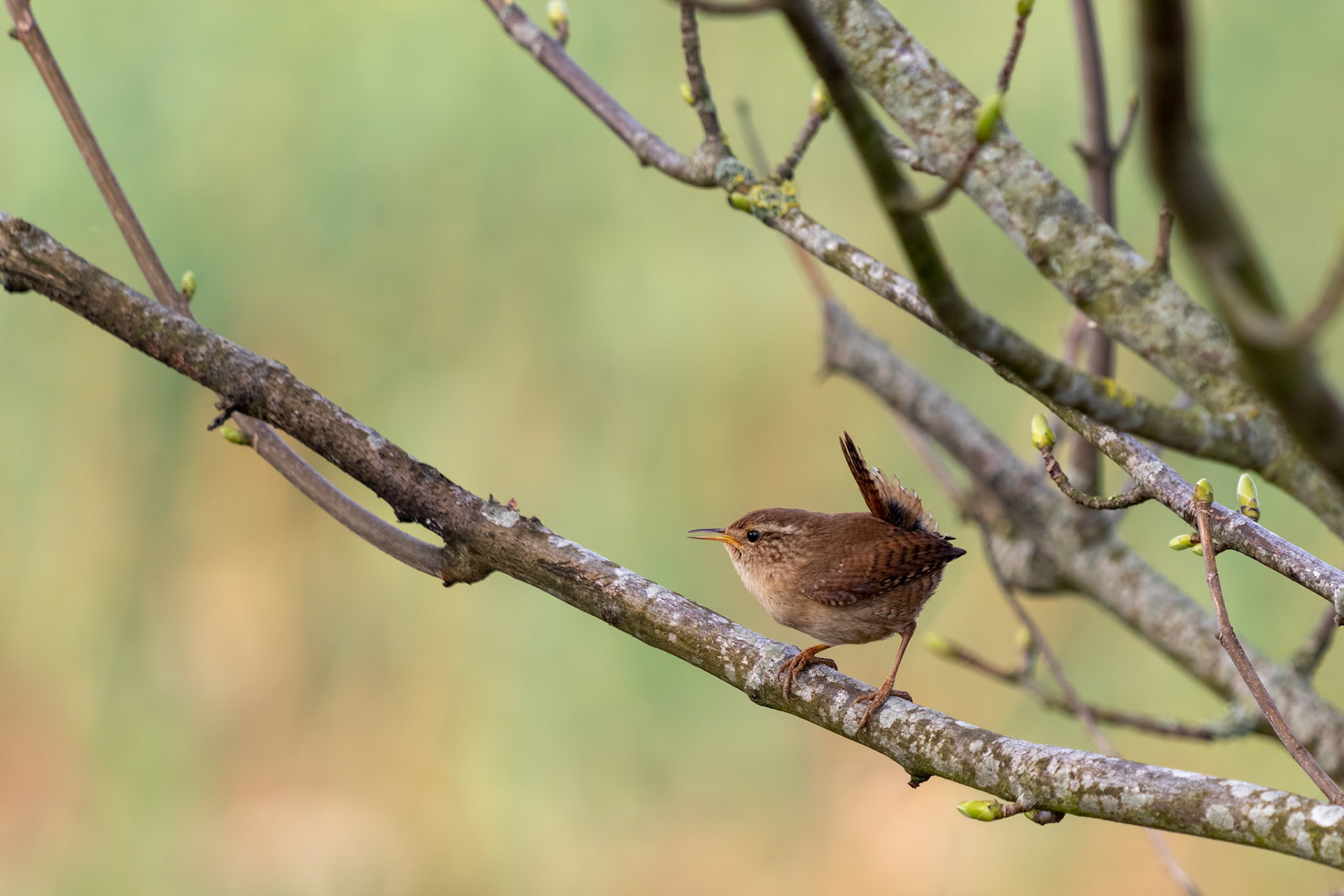Tiny Wren (Troglodytes troglodytes) perched in a tree in springtime