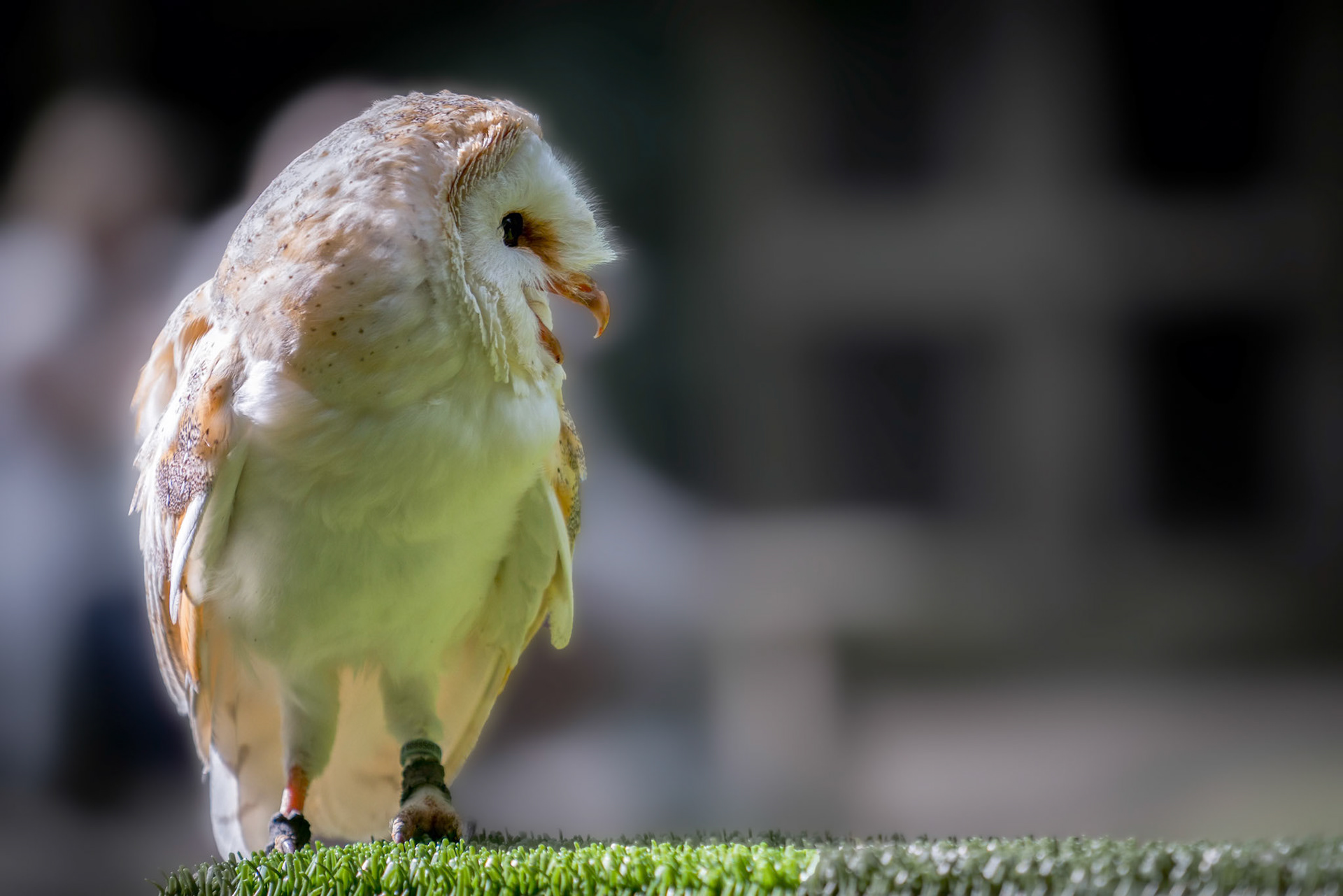 Barn Owl (Tyto alba)