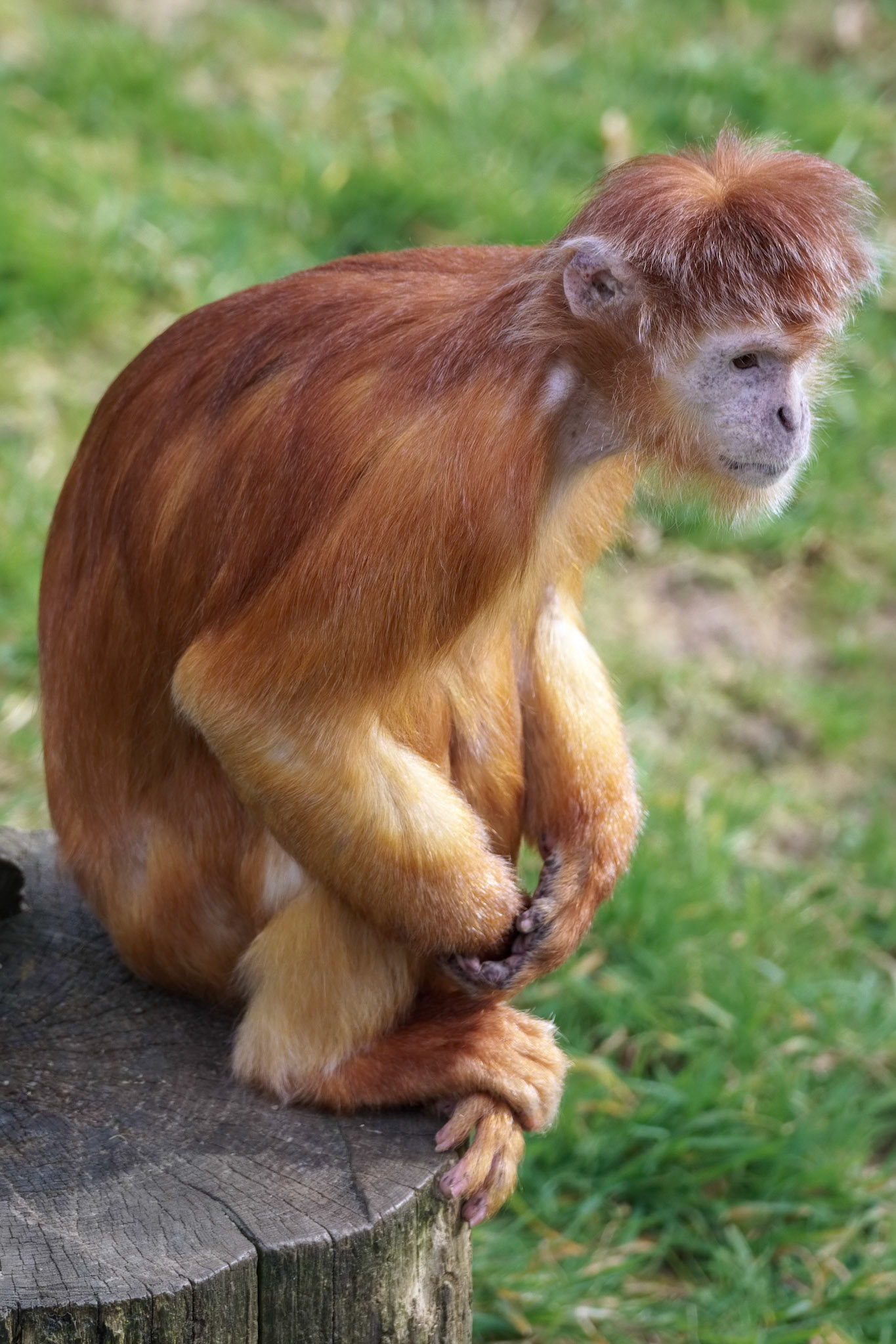 Javan Lutung (Trachypithecus auratus) sitting on a tree stump