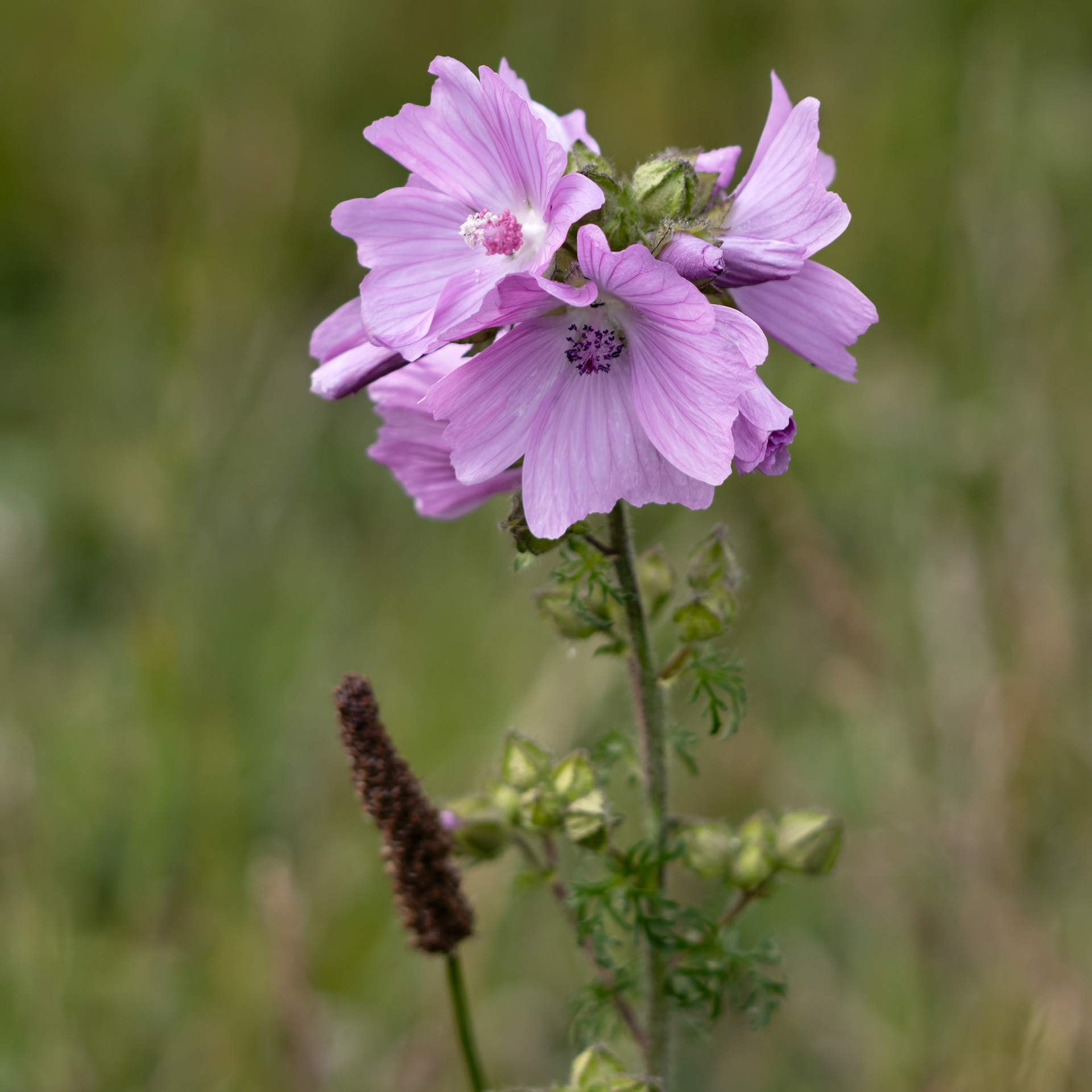 Wild Hollyhock (Alcea rosea) flowers. A Pink plant in the mallow family (Malvaceae) flowering in summertime.