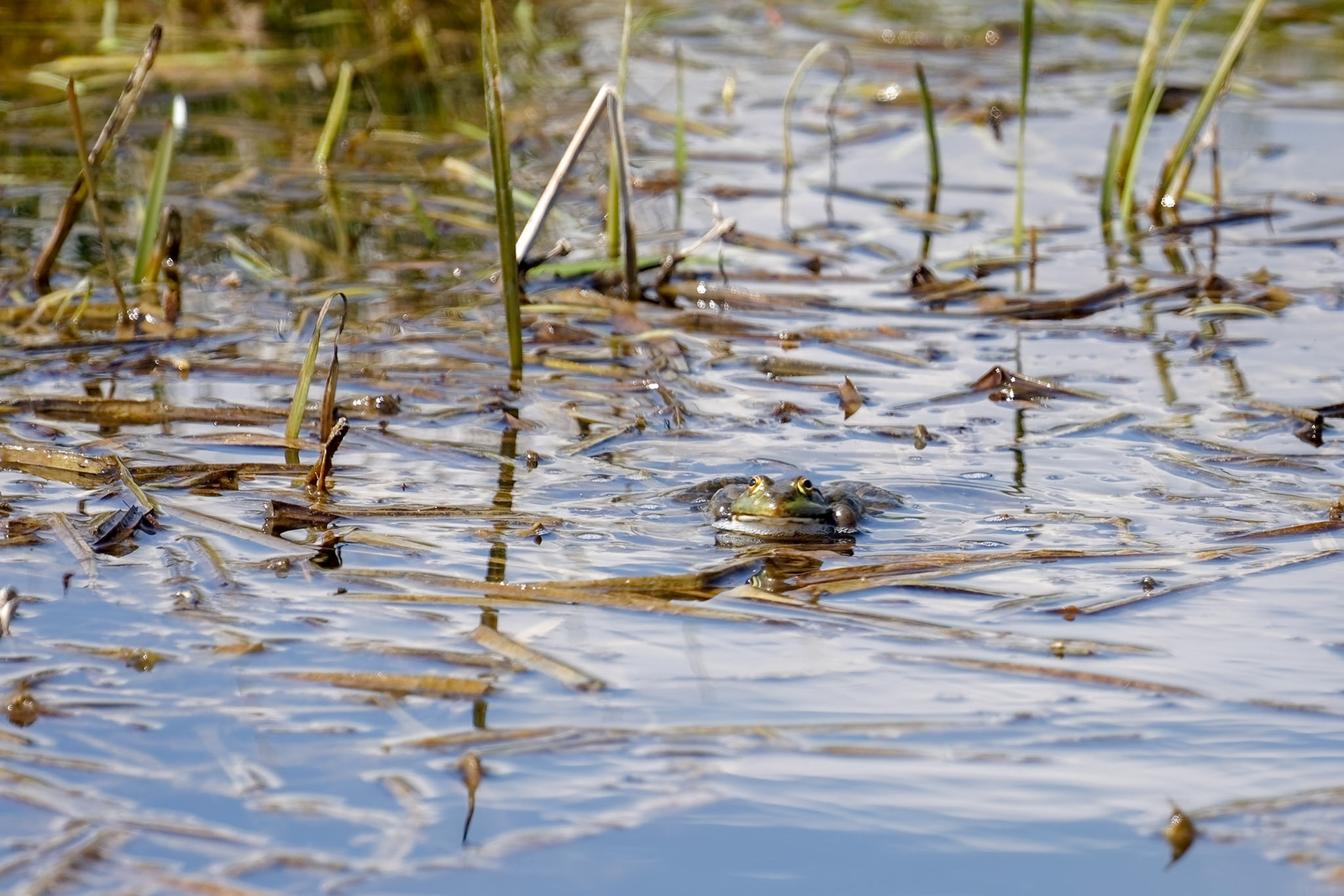 Marsh Frog at Rainham Marshes