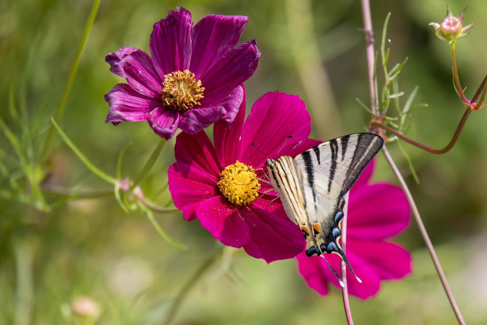 Swallowtail butterfly feeding on a Cosmos flower at Bergamo in Italy