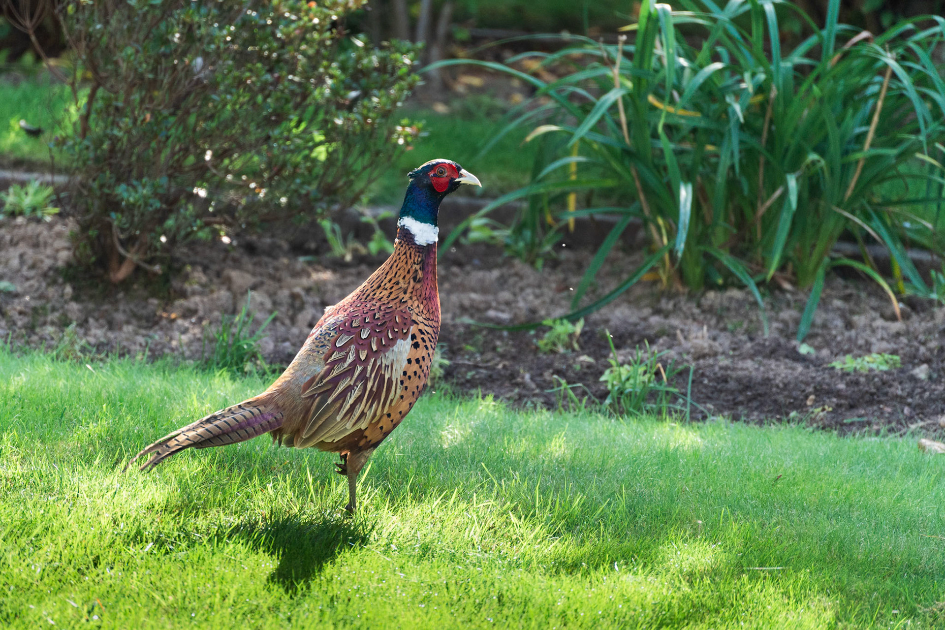 Common Pheasant, Phasianus colchicus walking across a garden in East Grinstead