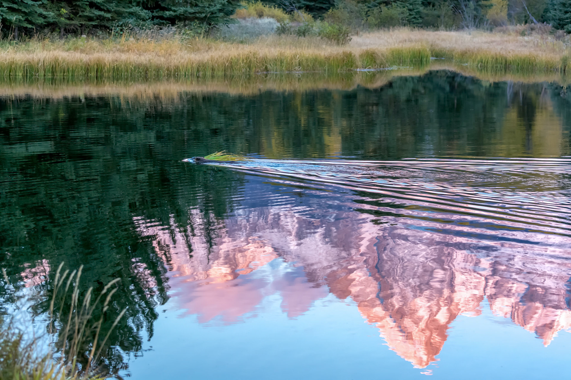 Beaver at Schwabachers Landing