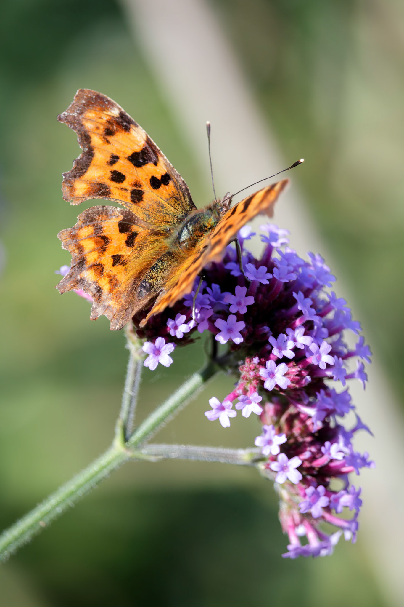 Comma (Polygonia c-album)