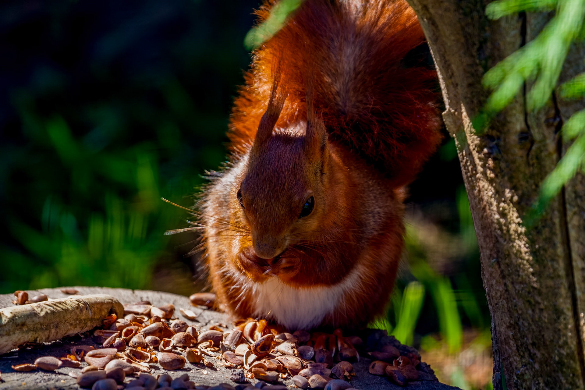 Close-up shot of an Eurasian red squirrel (sciurus vulgaris)