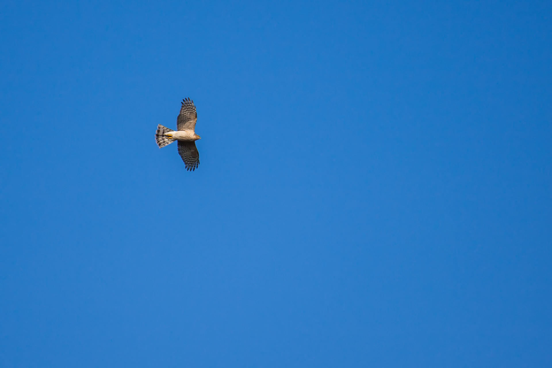 European Sparrowhawk (Accipiter nisus) in flight