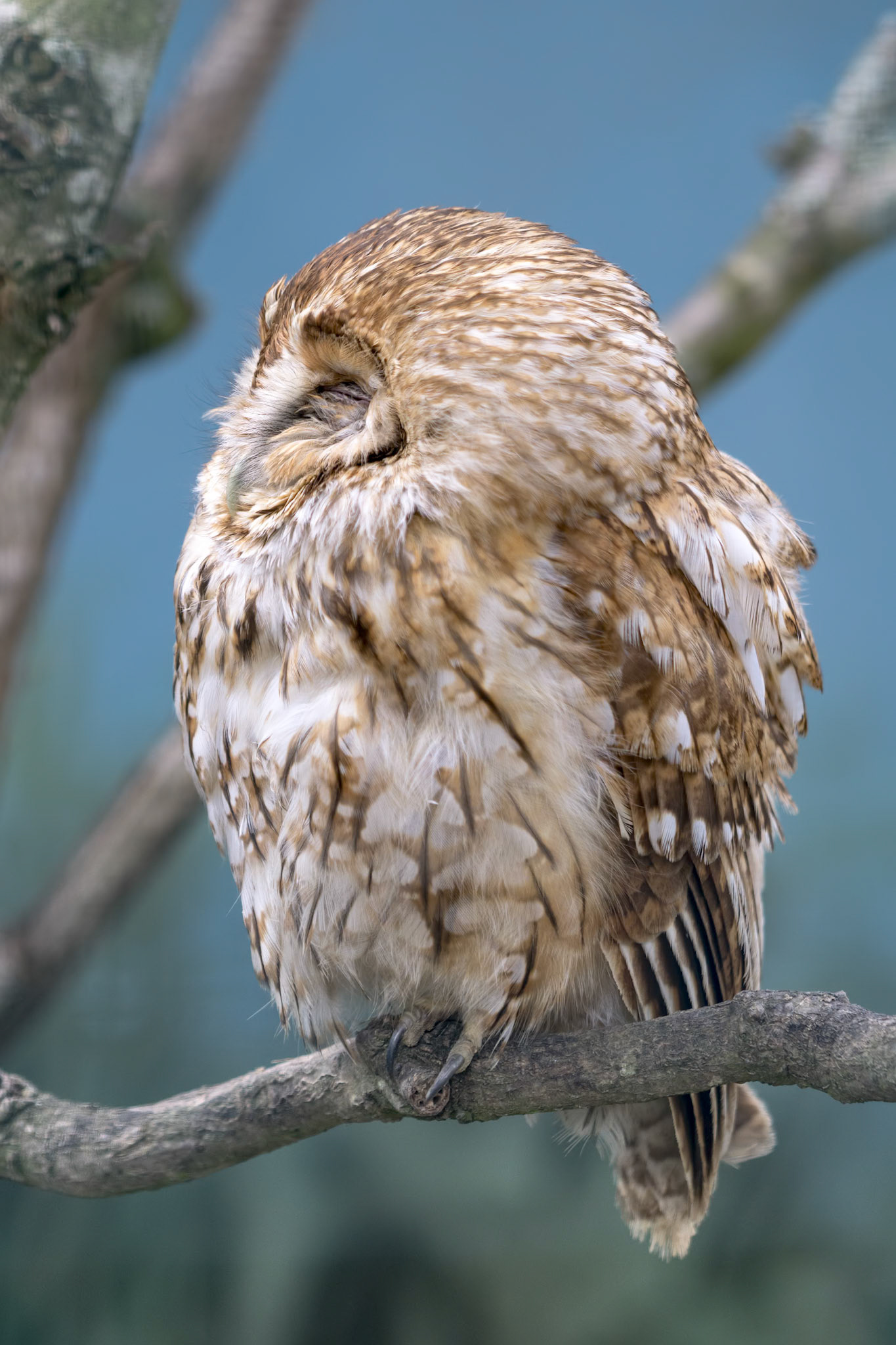 Tawny Owl (Strix aluco) perched on a branch