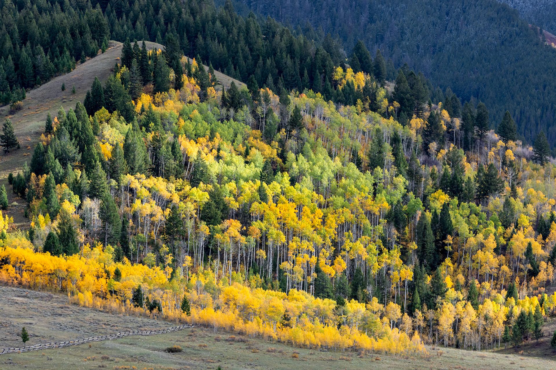 Autumn Colours in Wyoming