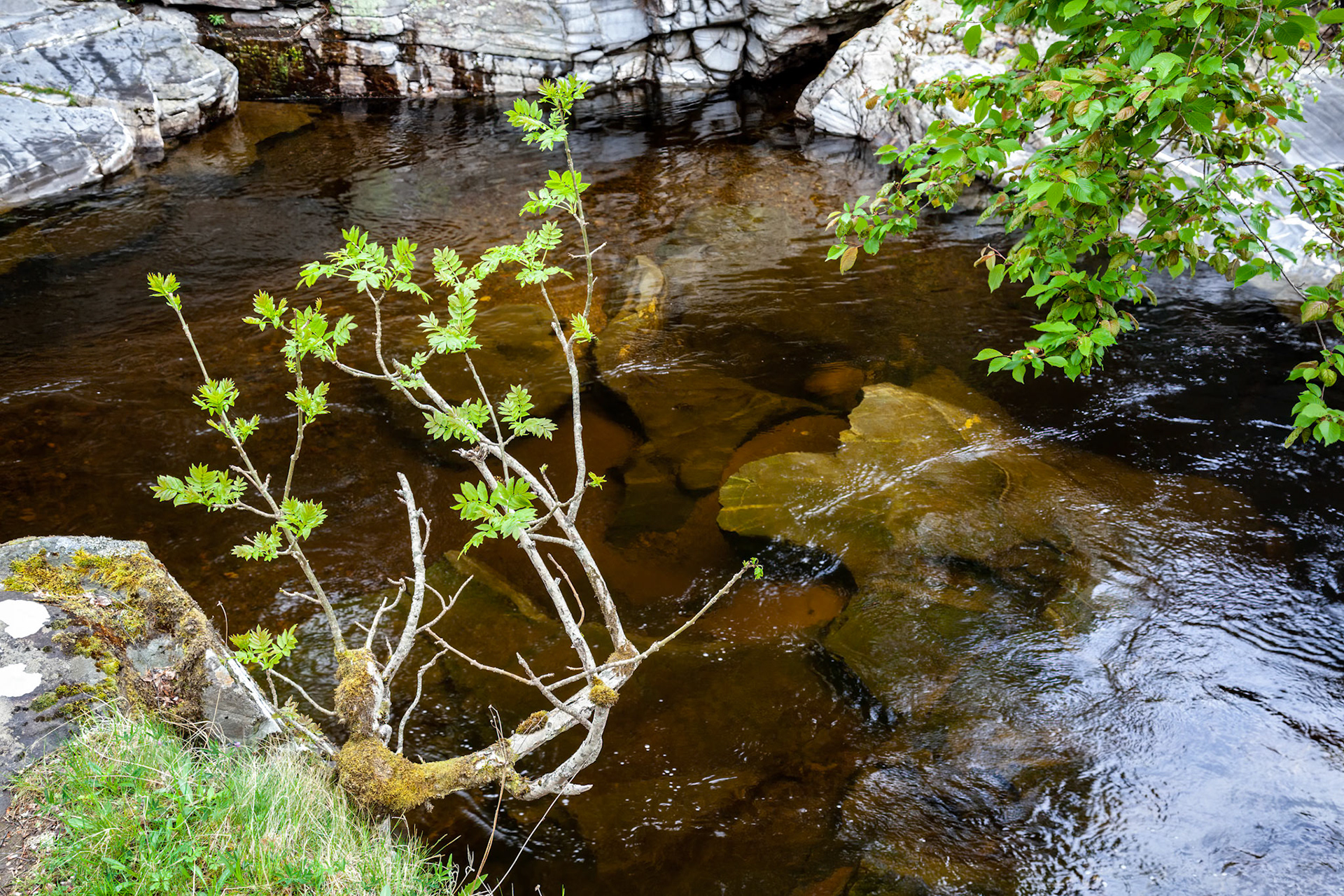 European Rowan tree or Mountain Ash (Sorbus aucuparia), in springtime on the bank of the River Tay