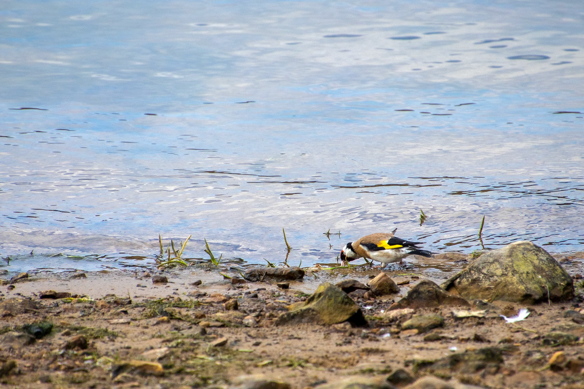 European Goldfinch drinking from Ardingly Reservoir