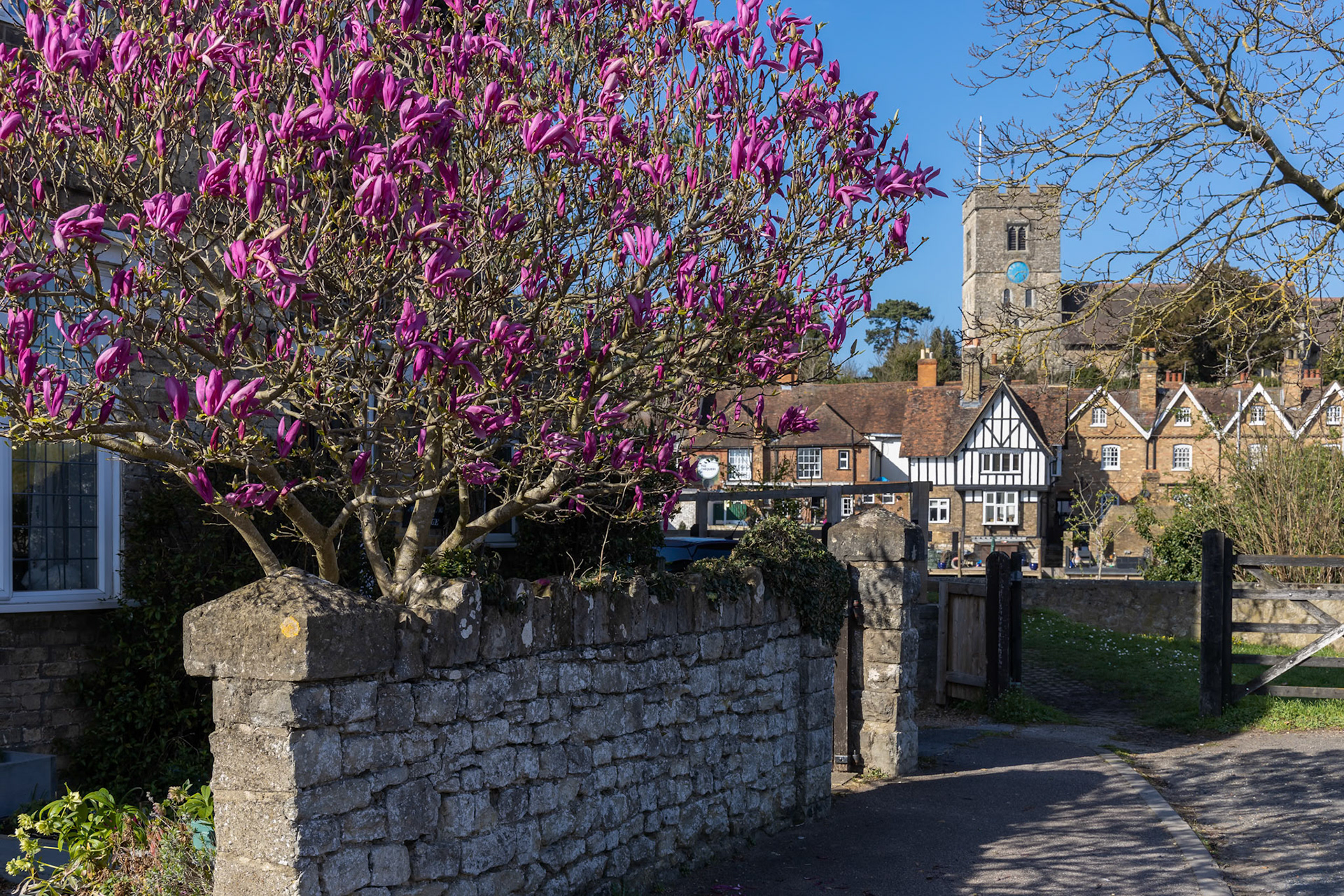 AYLESFORD, KENT/UK - MARCH 24 : View of a colourful Magnolia tree flowering at Aylesford on March 24, 2019