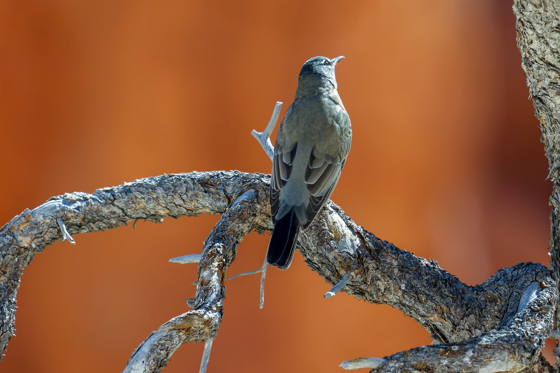 Clark's Nutcracker Resting on a Dead Tree