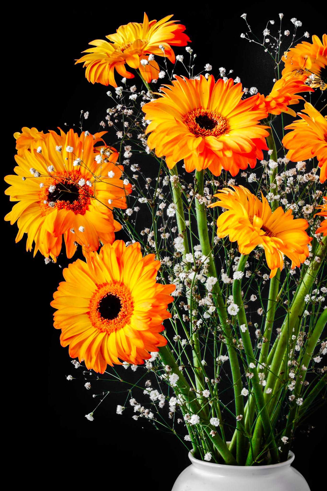 Golden Gerberas (Asteraceae) glowing in the light