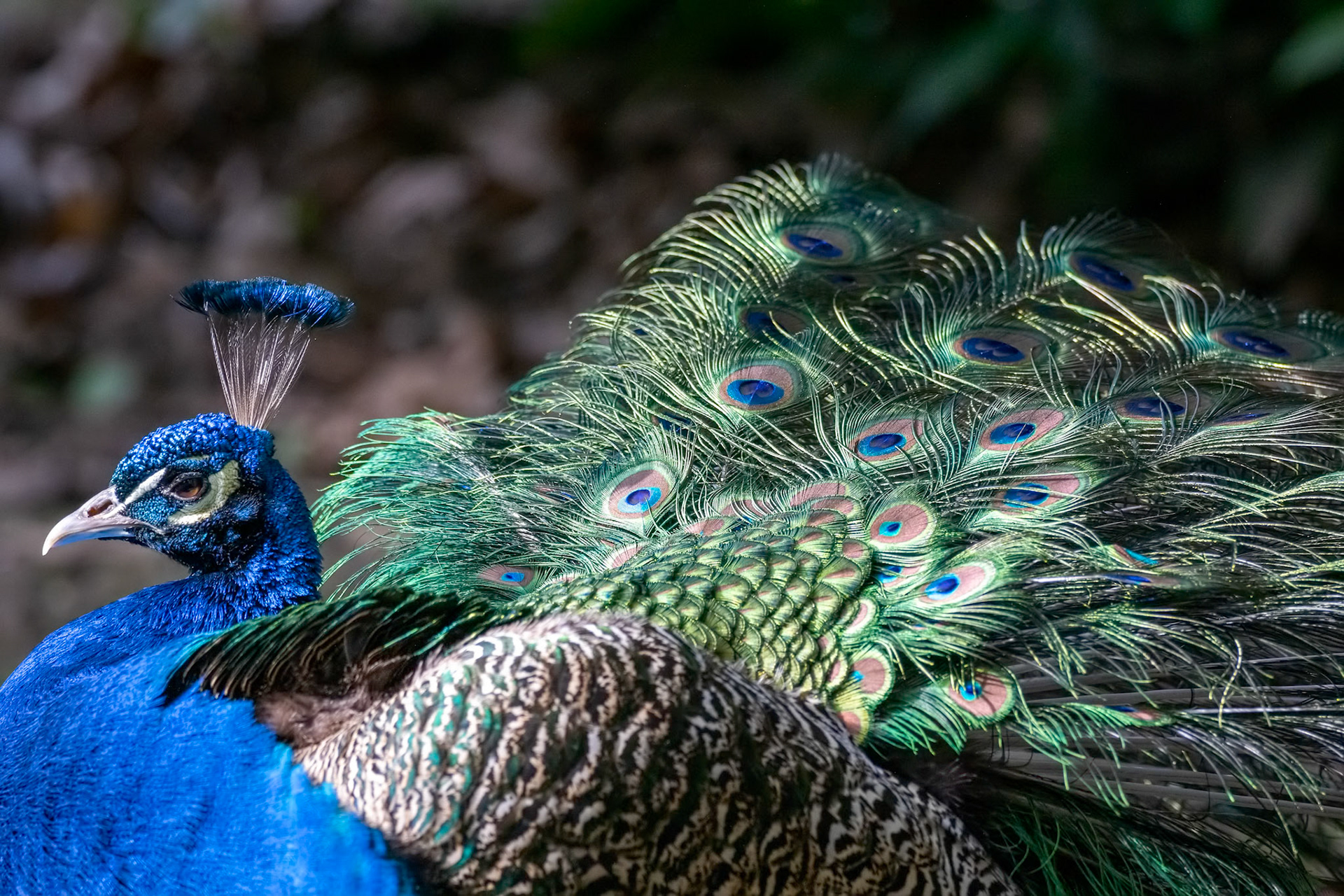Vivid colouration of a Peacock (Pavo cristatus)