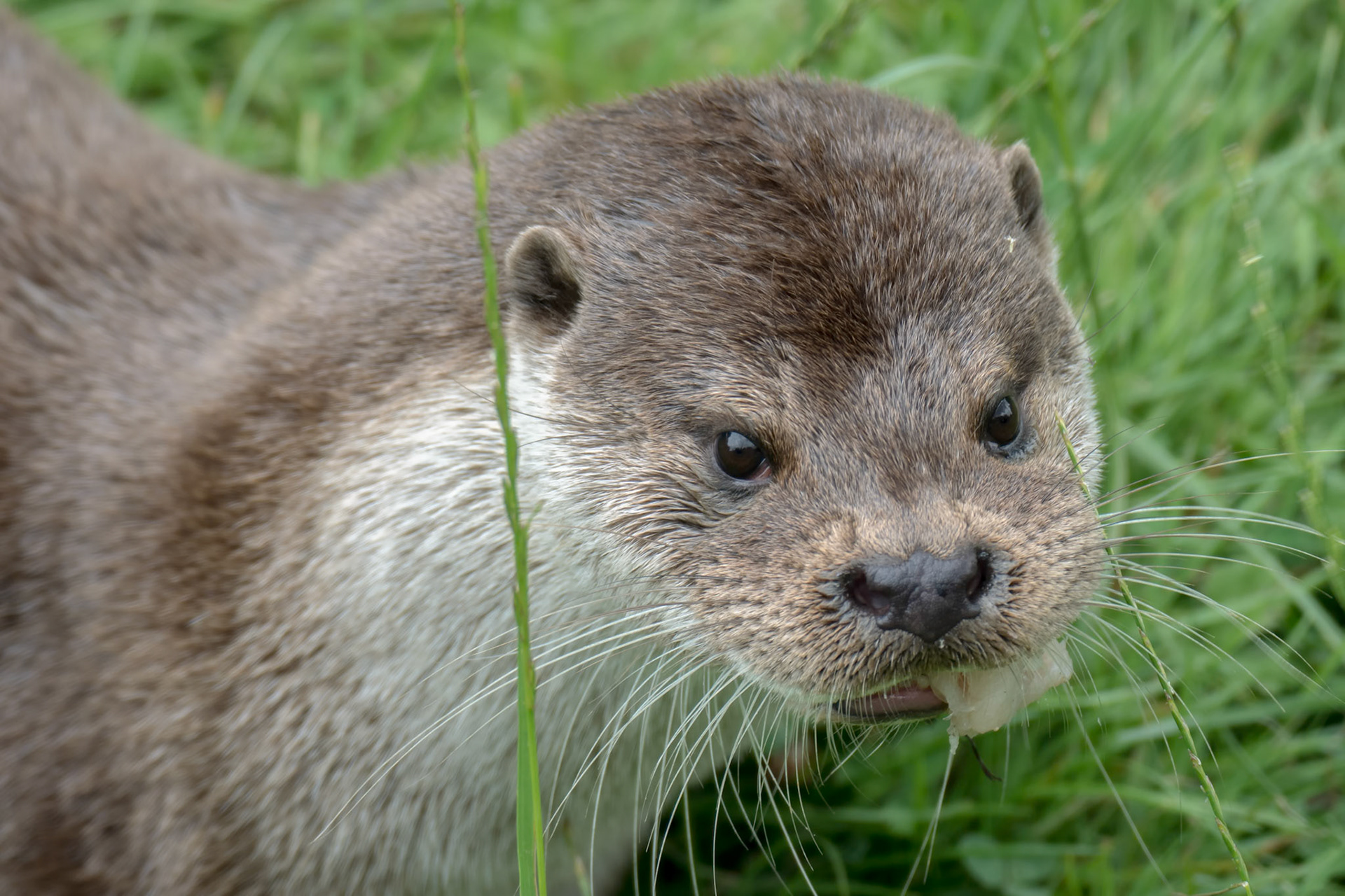 Eurasian Otter (Lutra lutra)