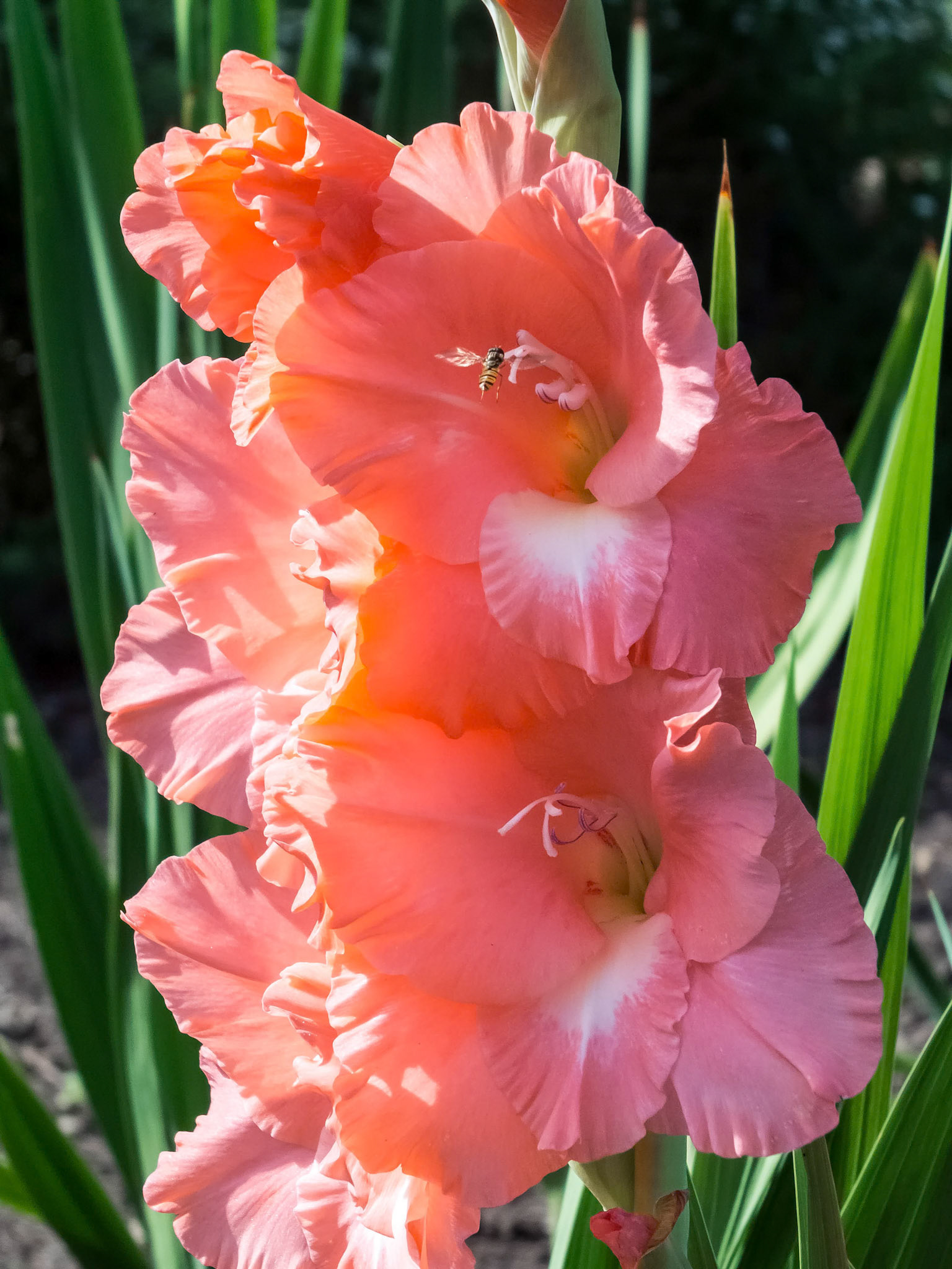 Salmon Pink Gladiolus