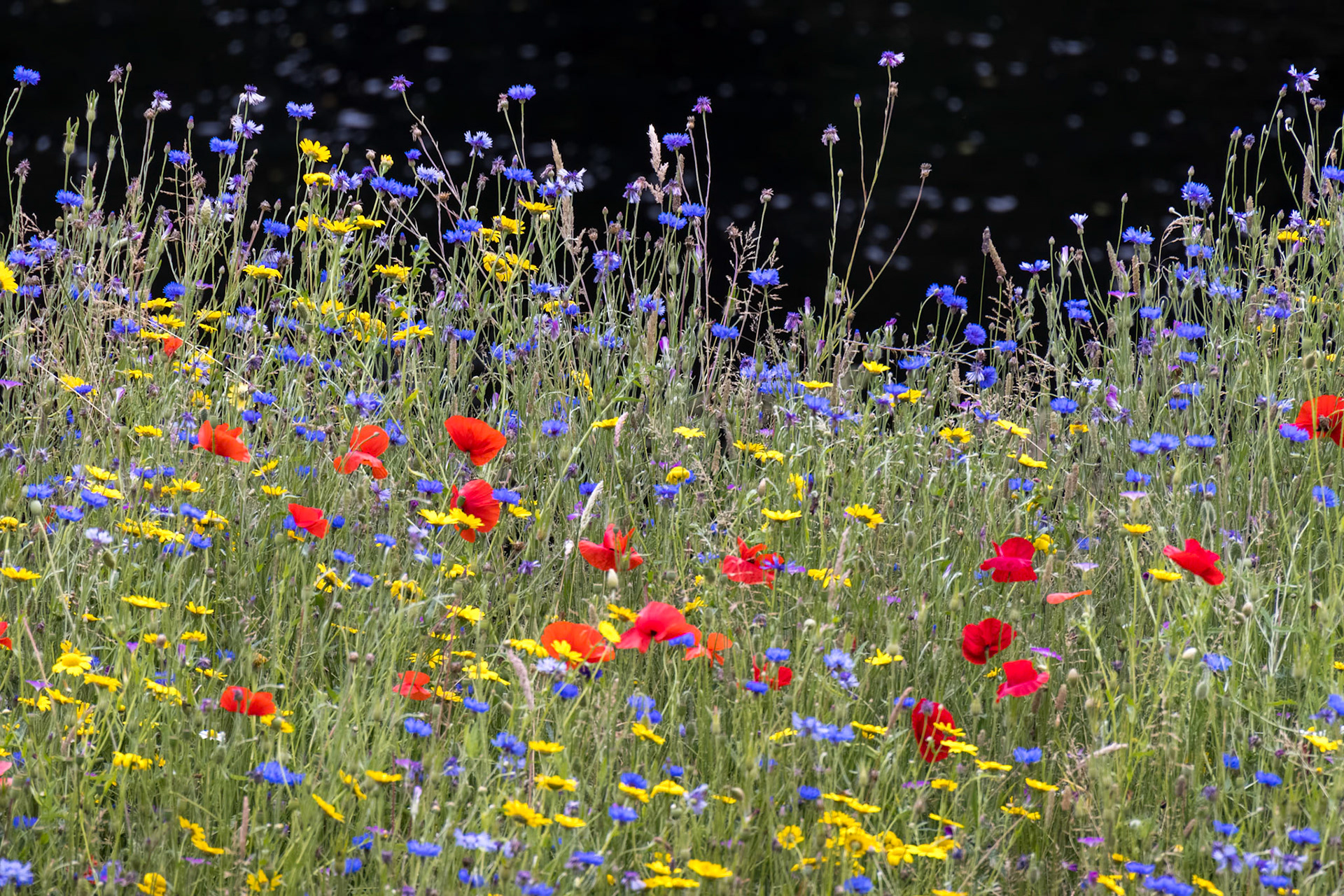 Wild flowers growing along the bank of the River Dee near Berwyn