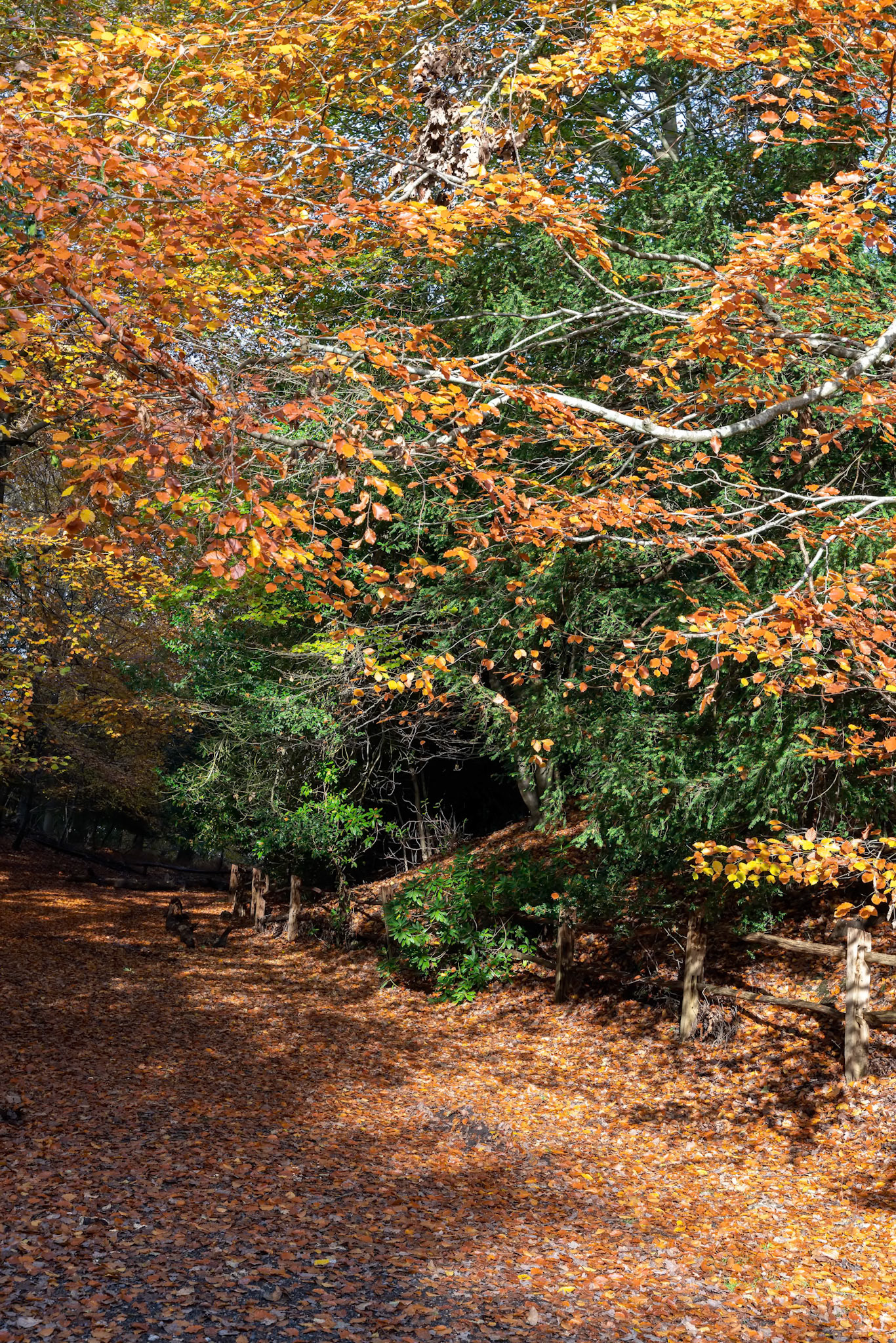 Autumnal view of the Ashdown Forest  in East Sussex