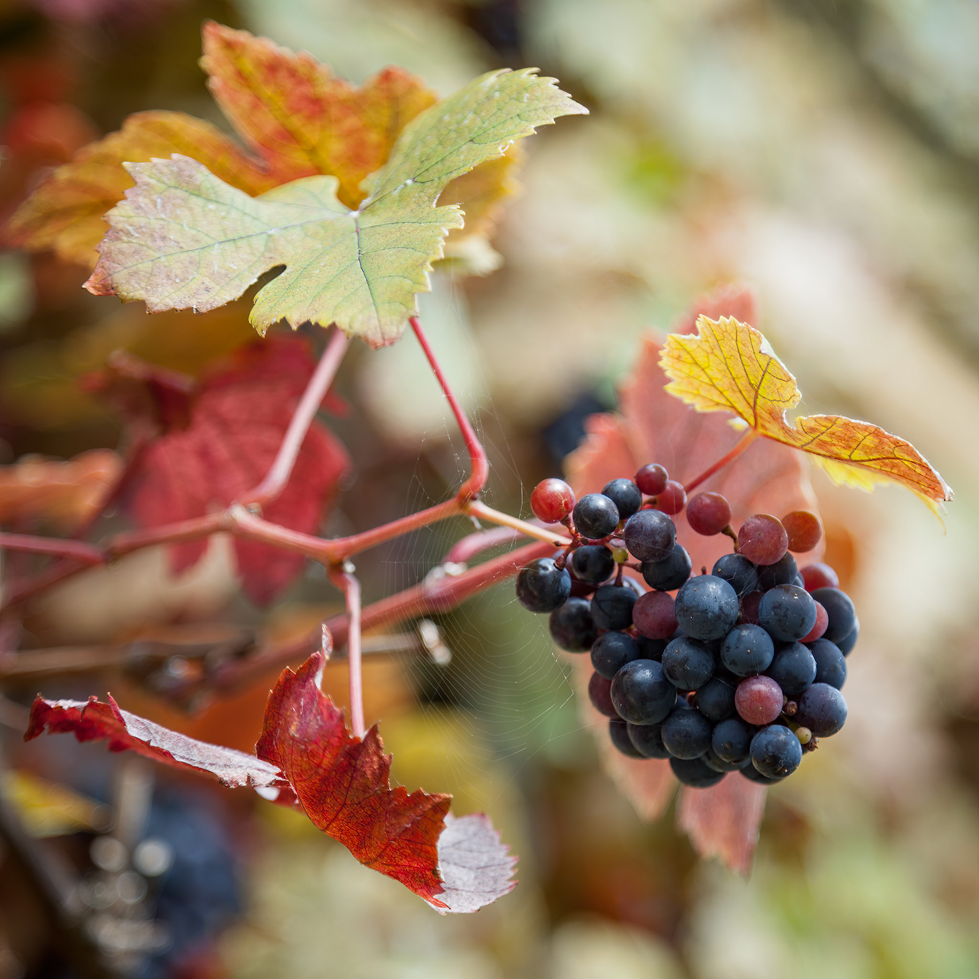 Black grapes ripening on the vine