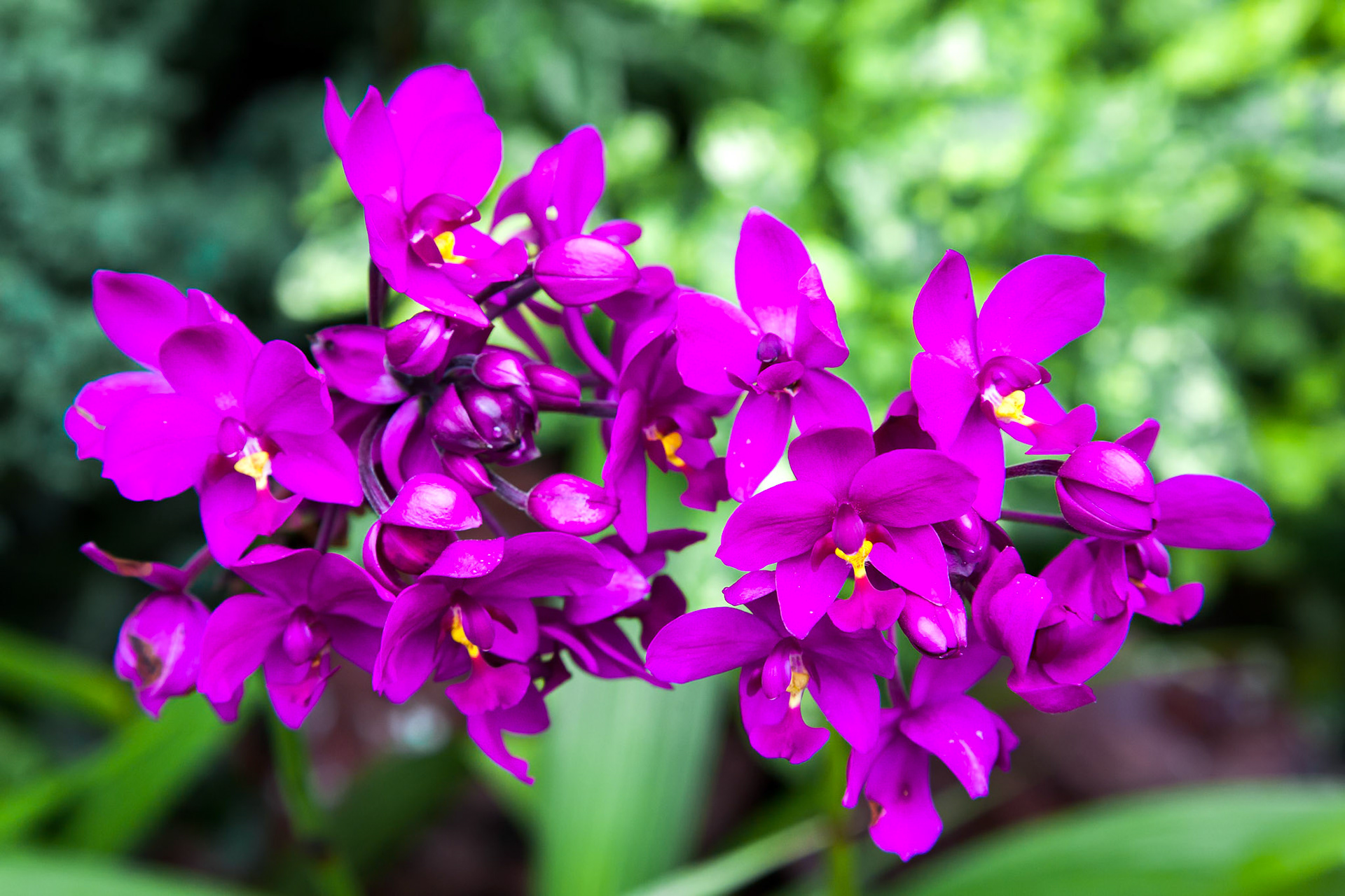 Orchid in Singapore Botannical Gardens