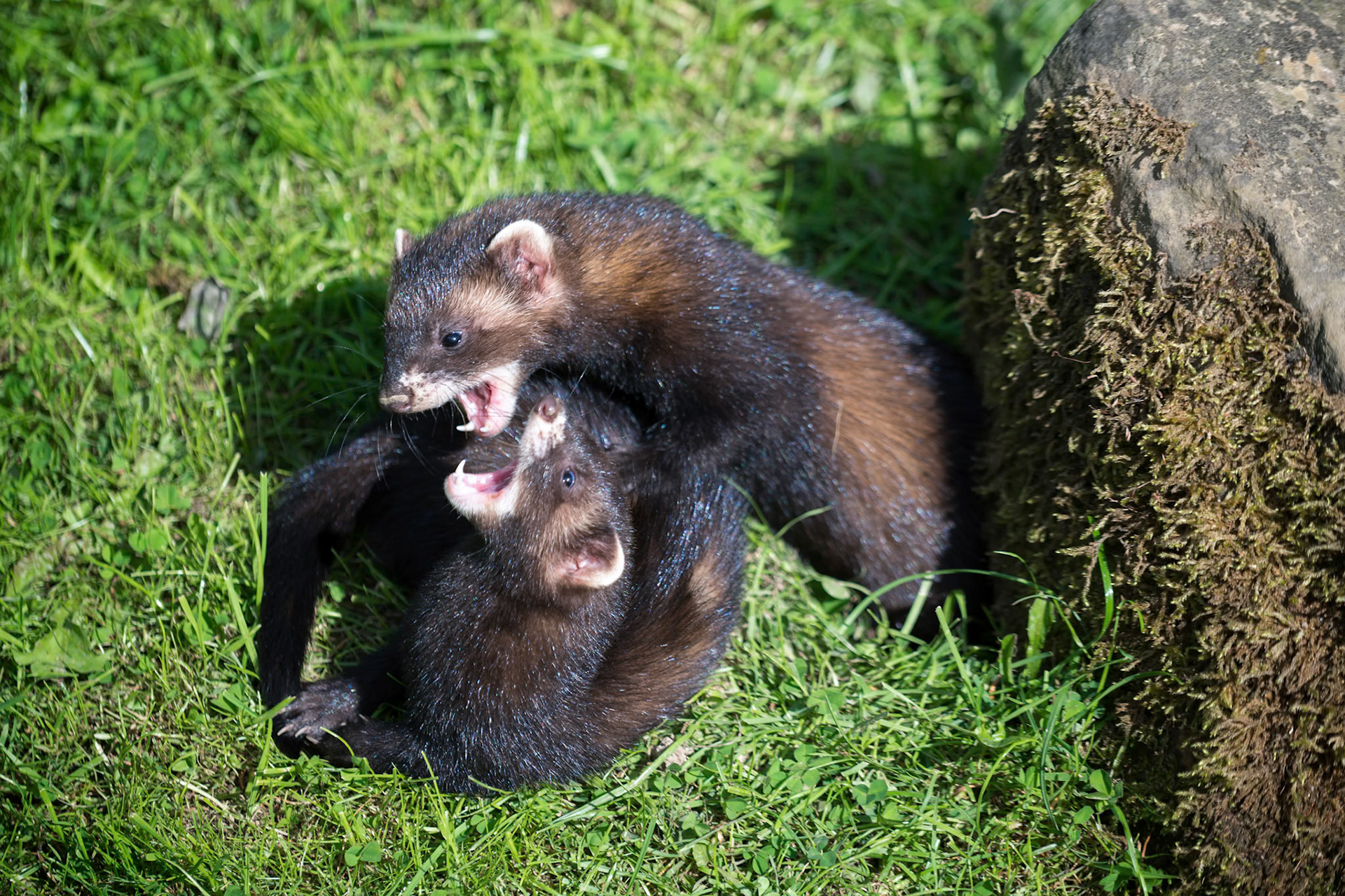 European Polecat (Mustela putorius) Play Fighting