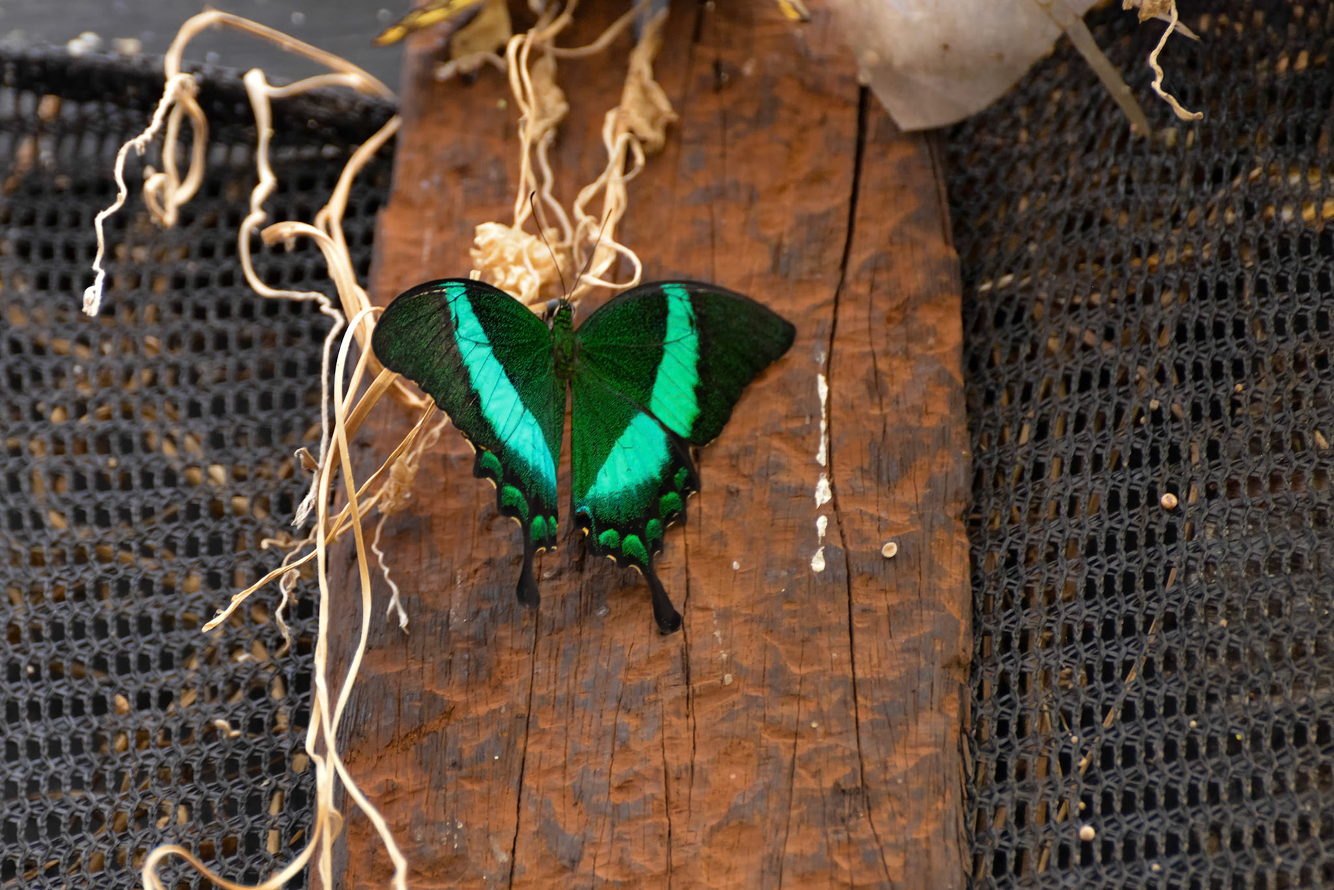 Emerald Swallowtail Butterfly (Papilio palinurus)