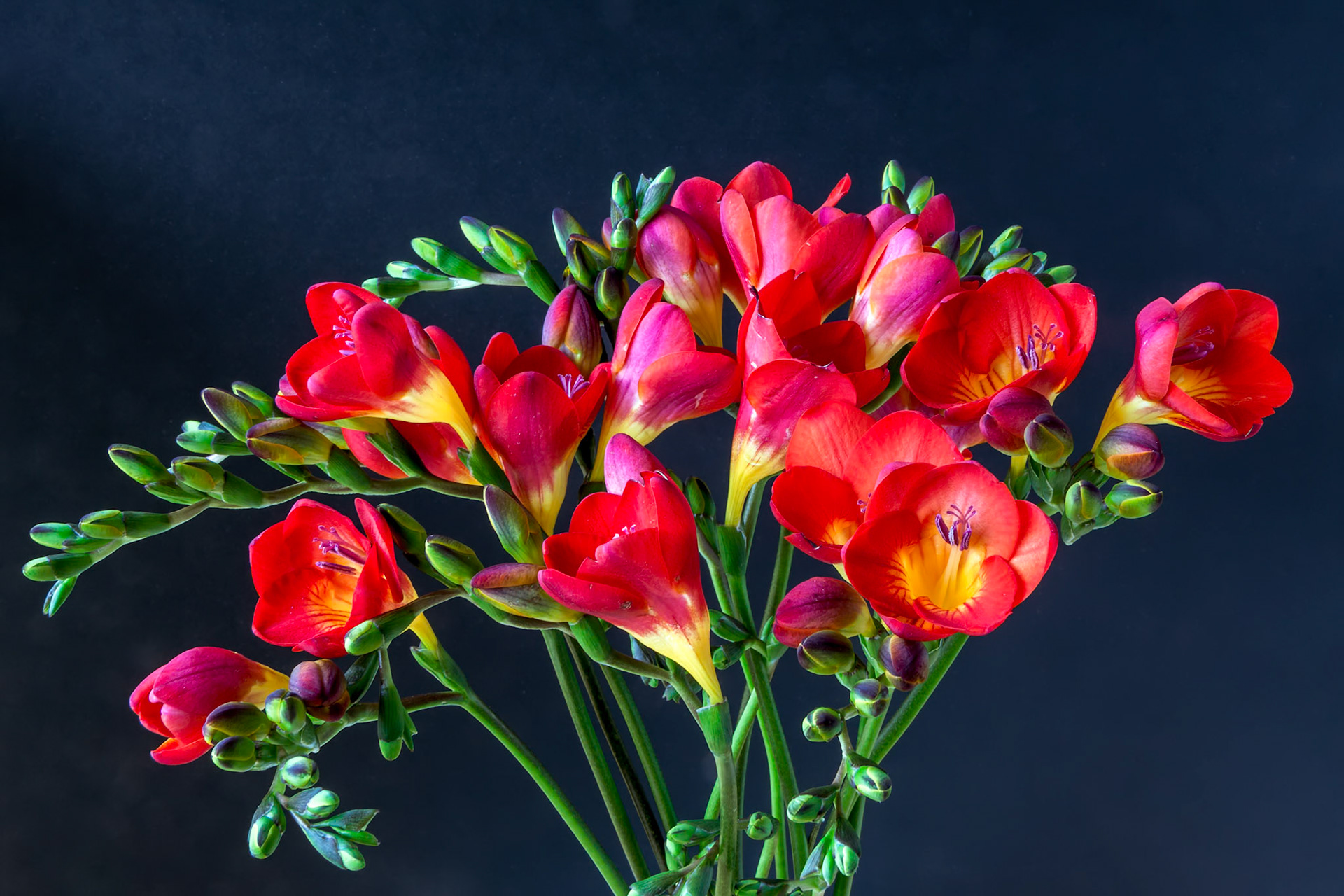 Close-up of red and yellow freesias (Iridaceae)