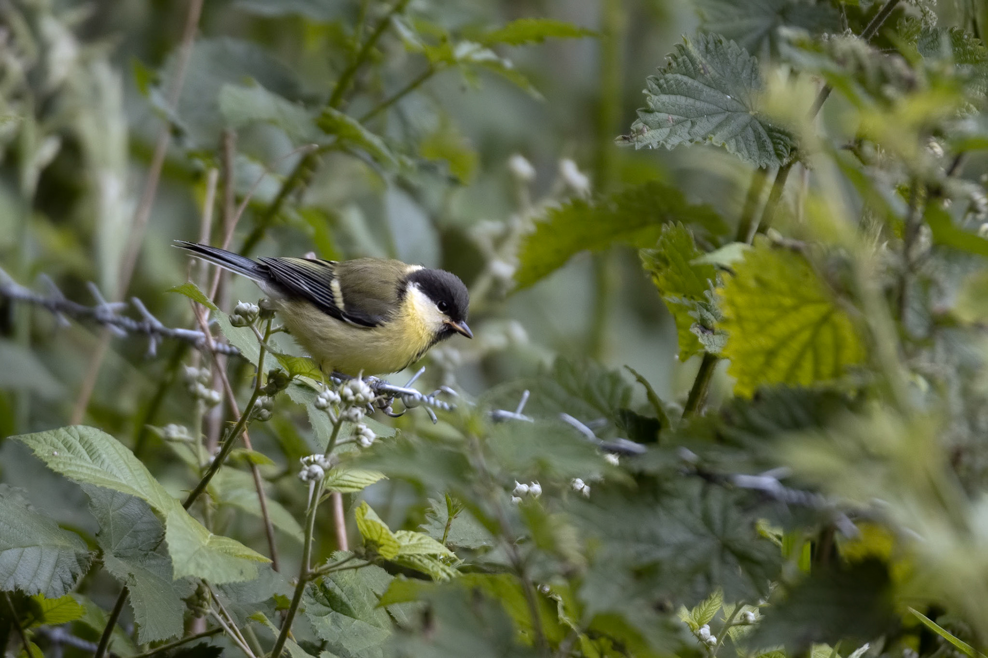 Great Tit perched on a strand of barbed wire
