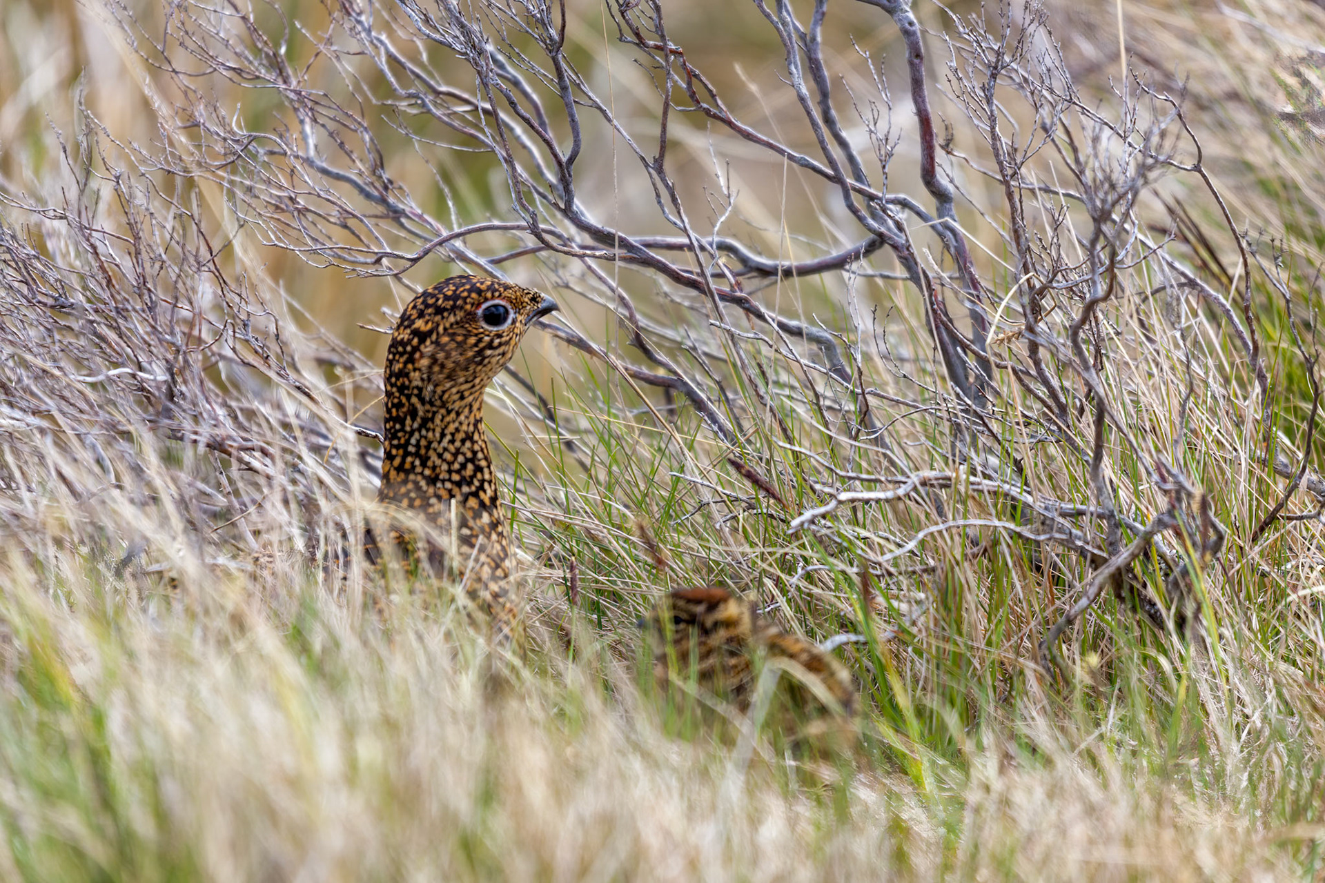 Female Red Grouse (Lagopus lagopus scotica)