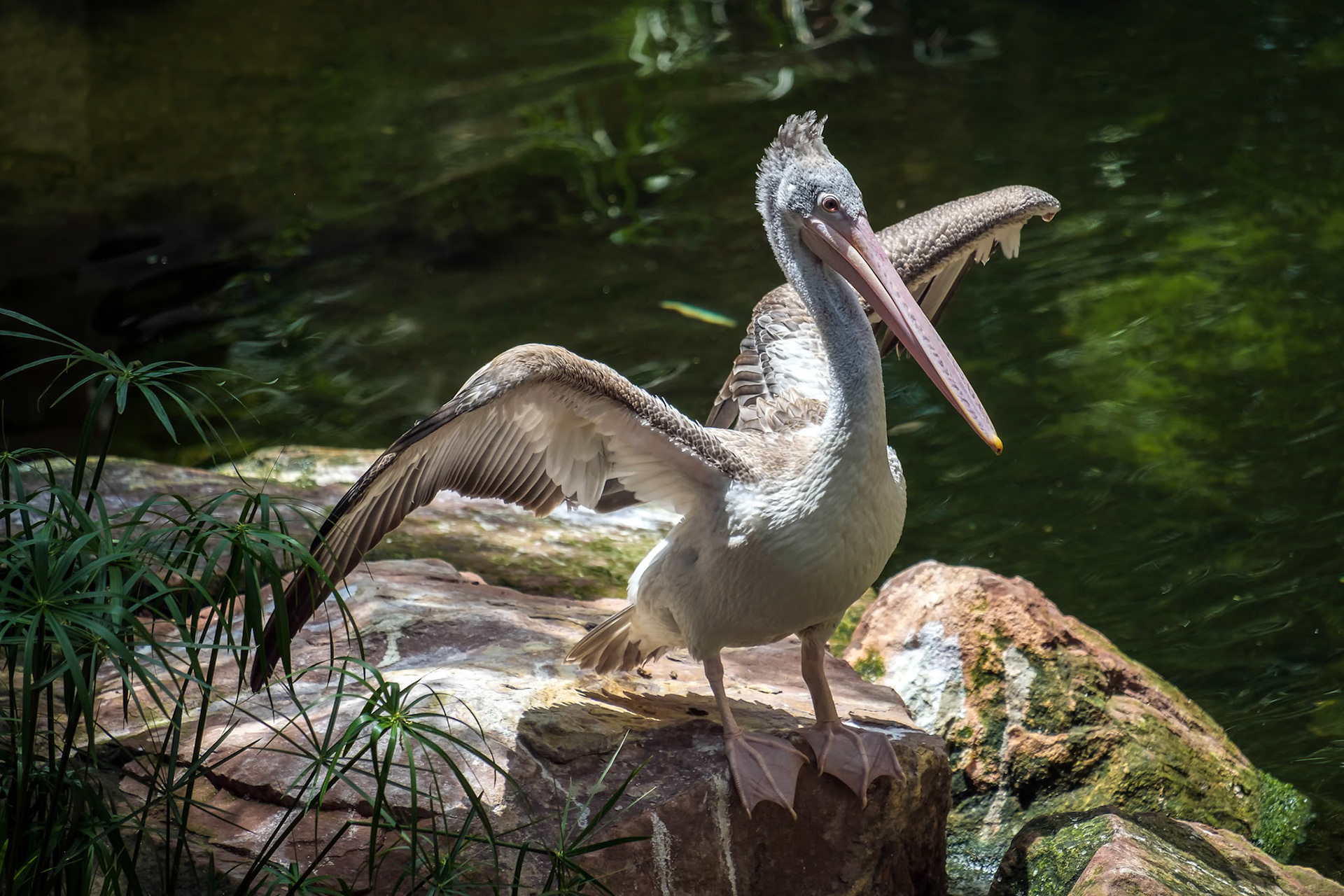 Spot-Billed Pelican (Pelecanus philippensis) at the Bioparc Fuengirola
